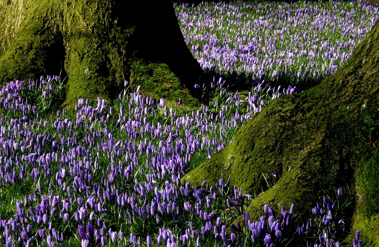 CASIO EX-Z77 sample photo. Nature, flowers, crocus photography