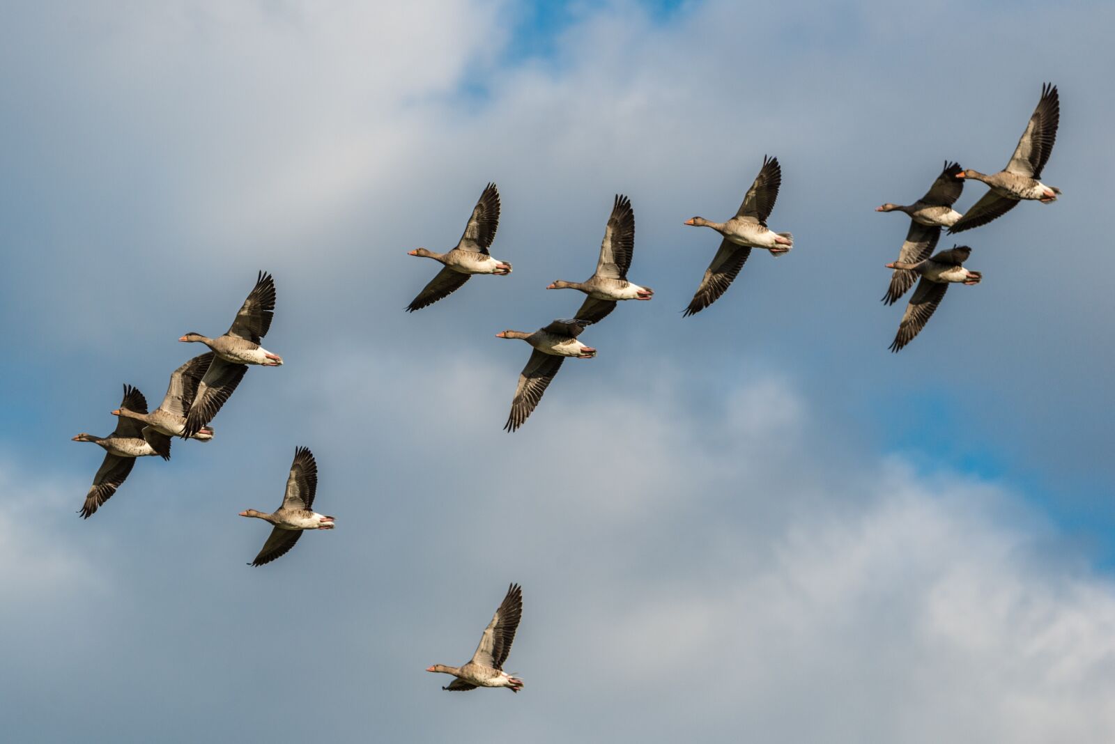 Nikon D800 sample photo. Grey geese, bird flight photography
