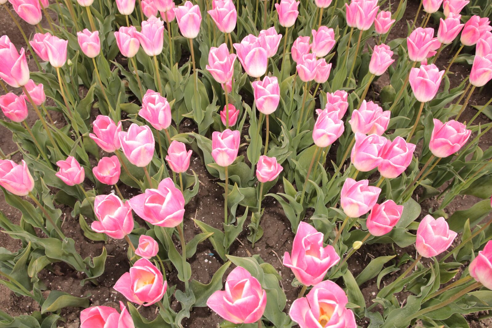 Canon EOS 80D sample photo. Bulbs, flowers, tulips photography