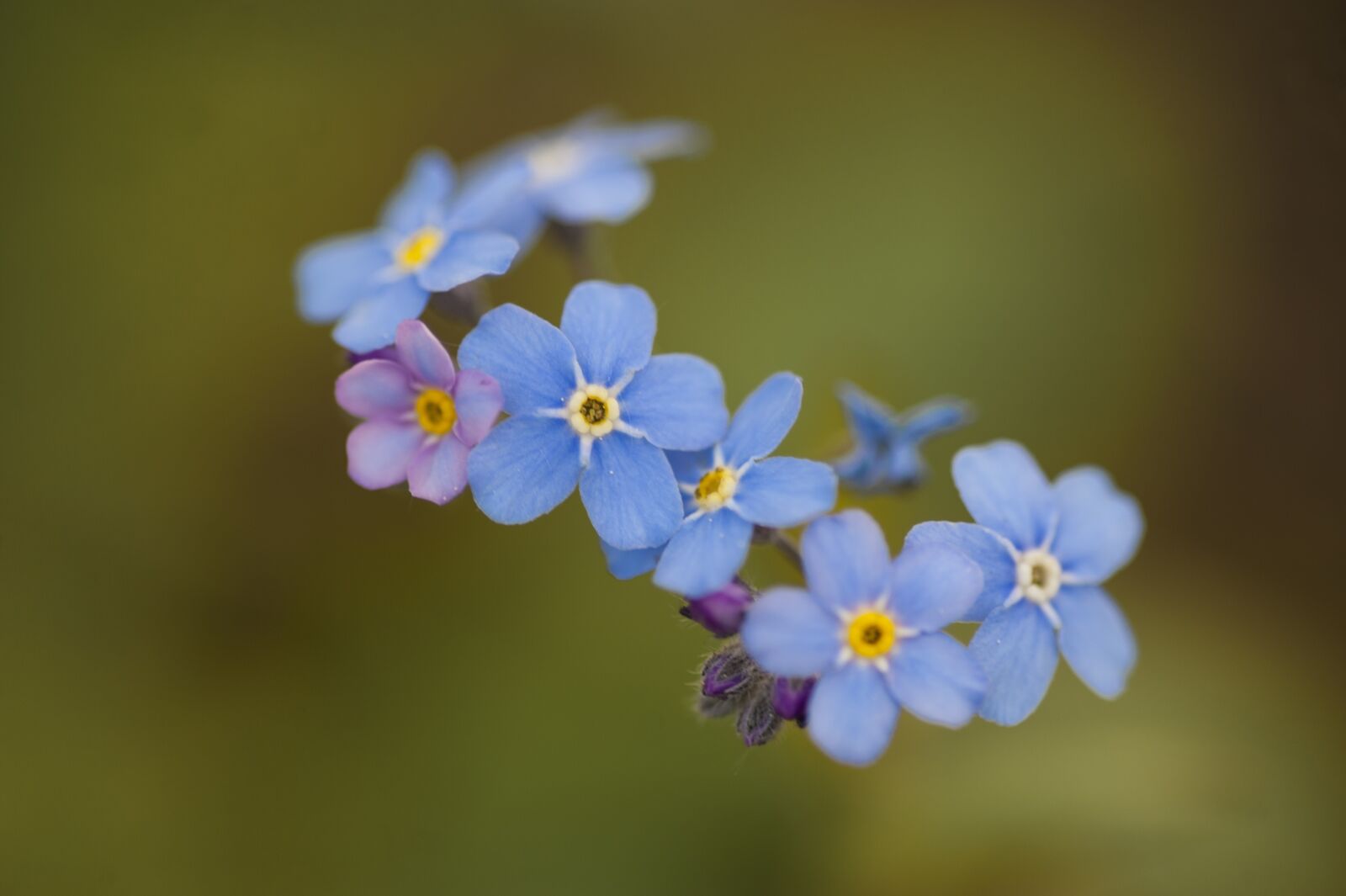 Nikon D700 sample photo. Forget-me-not, flowers, meadow photography
