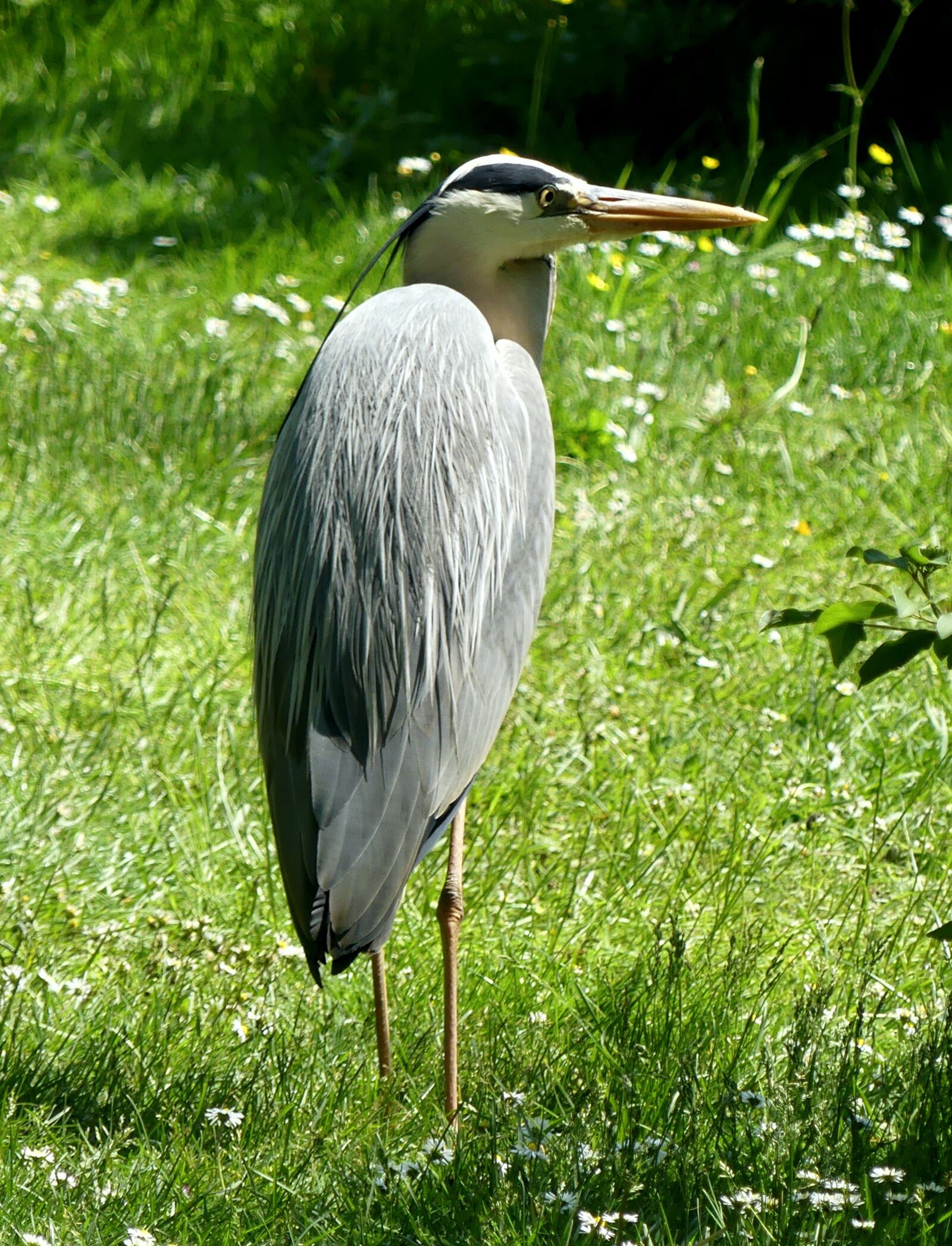 Panasonic Lumix DMC-FZ300 sample photo. Bird, heron, water bird photography