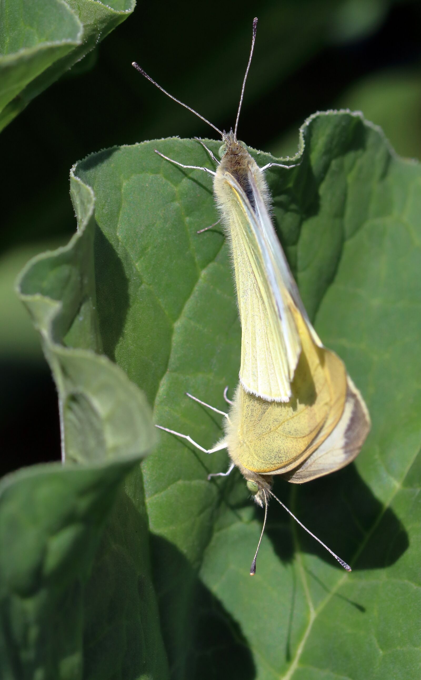 Canon EOS 80D sample photo. Butterflies, white, insect photography
