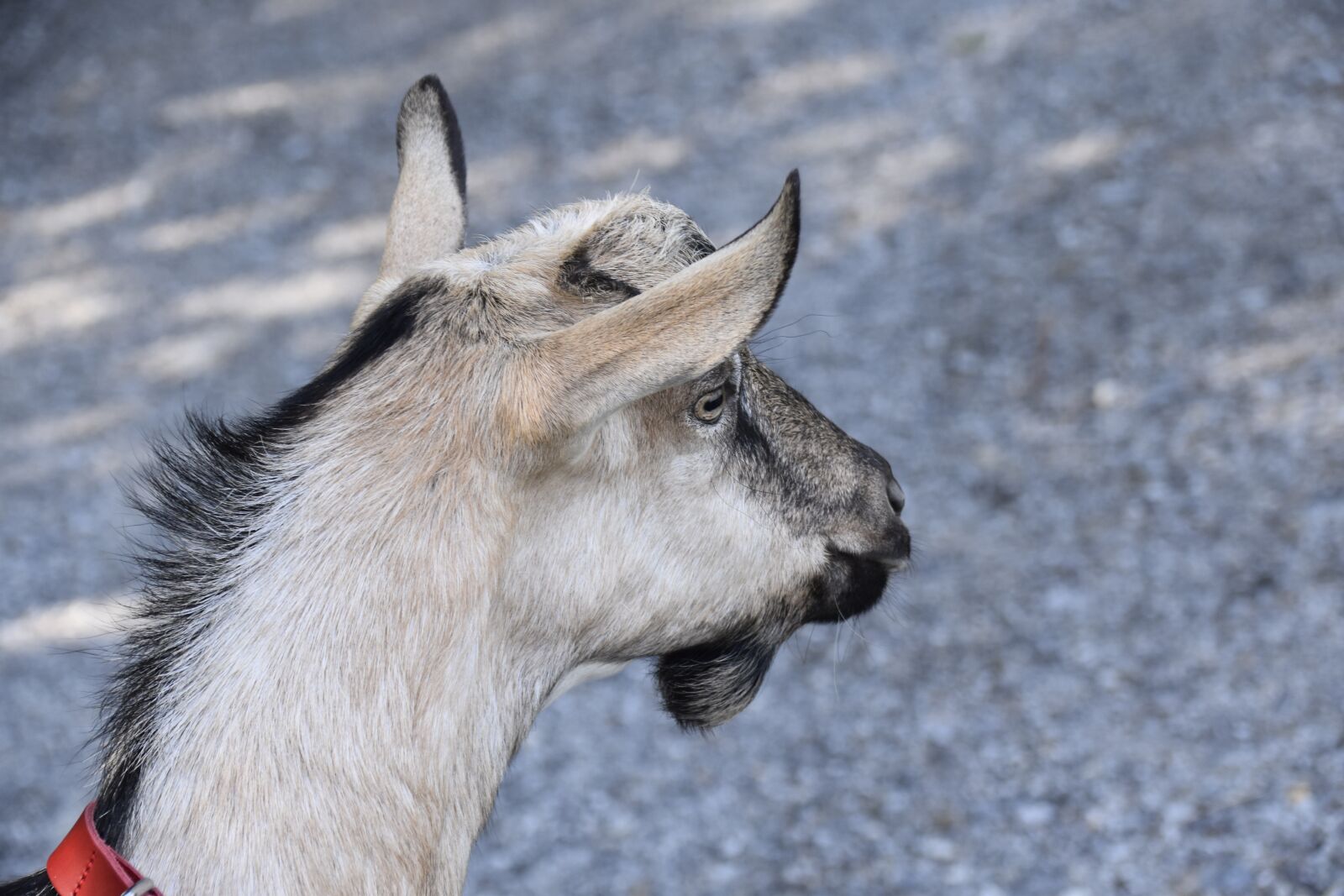 Nikon D5600 sample photo. Goat, ear goat, goatee photography