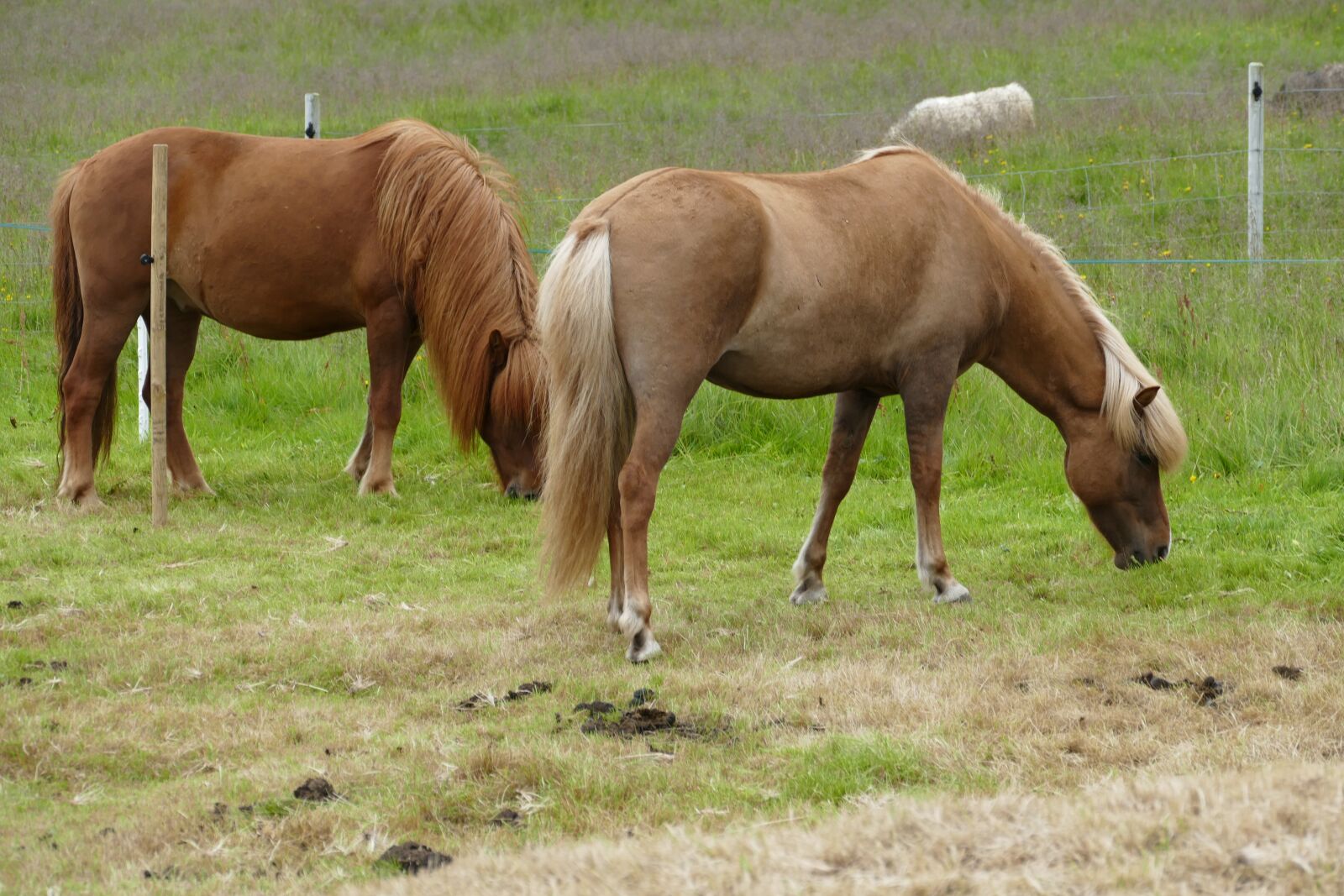 Panasonic Lumix DMC-FZ1000 sample photo. Horse, iceland, iceland horse photography