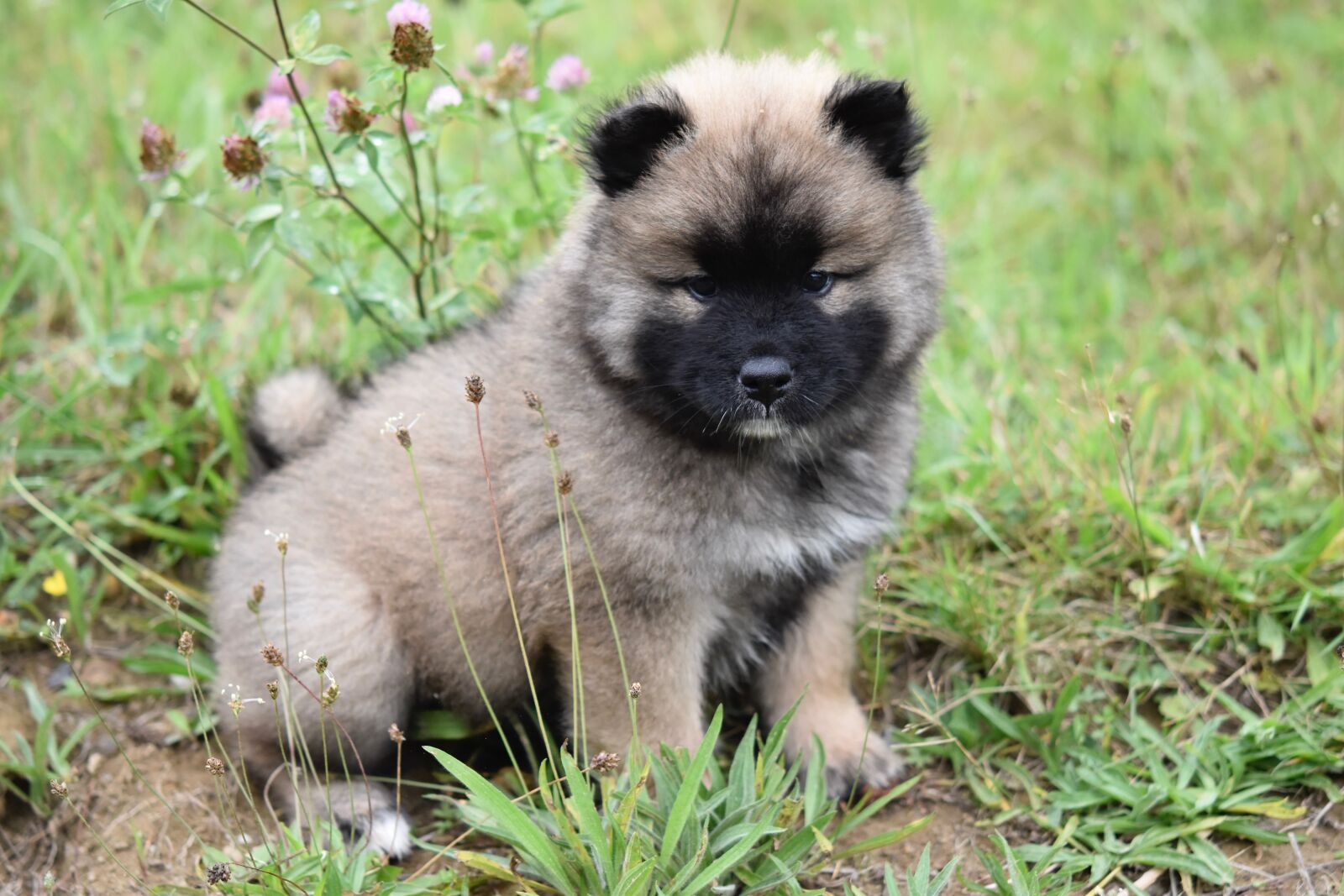 Nikon D5600 sample photo. Dog, dog eurasier, pup photography