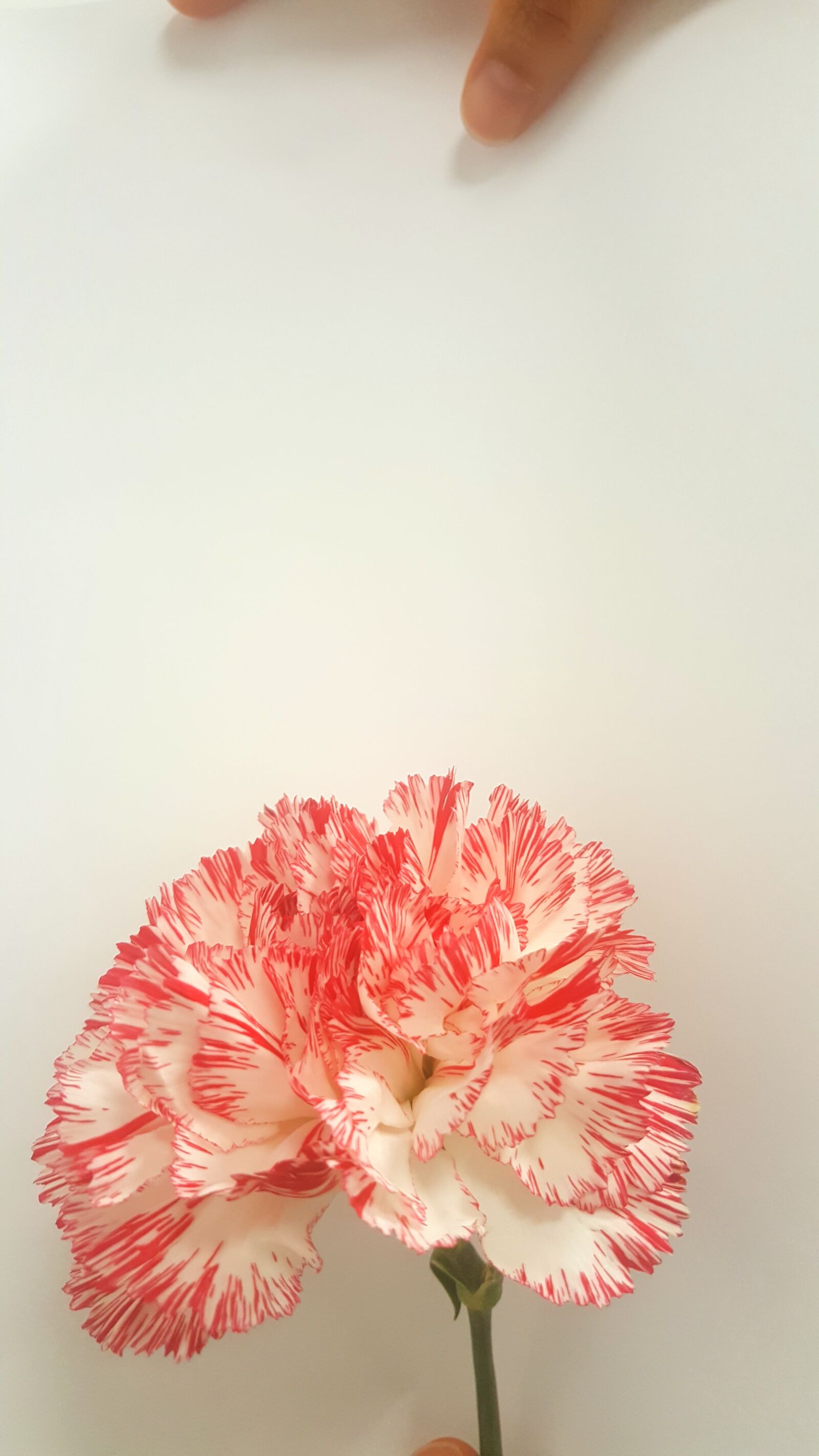 Samsung GALAXY S6 edge sample photo. Carnation, red, flower photography