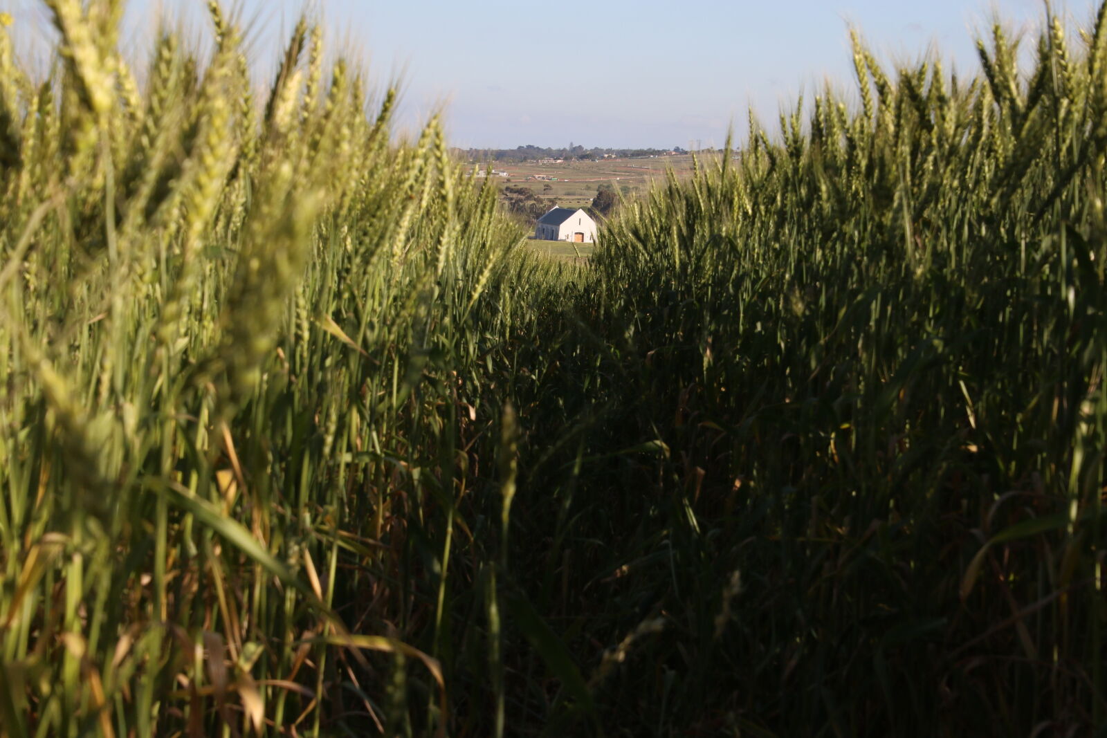 Canon EOS 7D Mark II sample photo. Barley, barley, field, beer photography