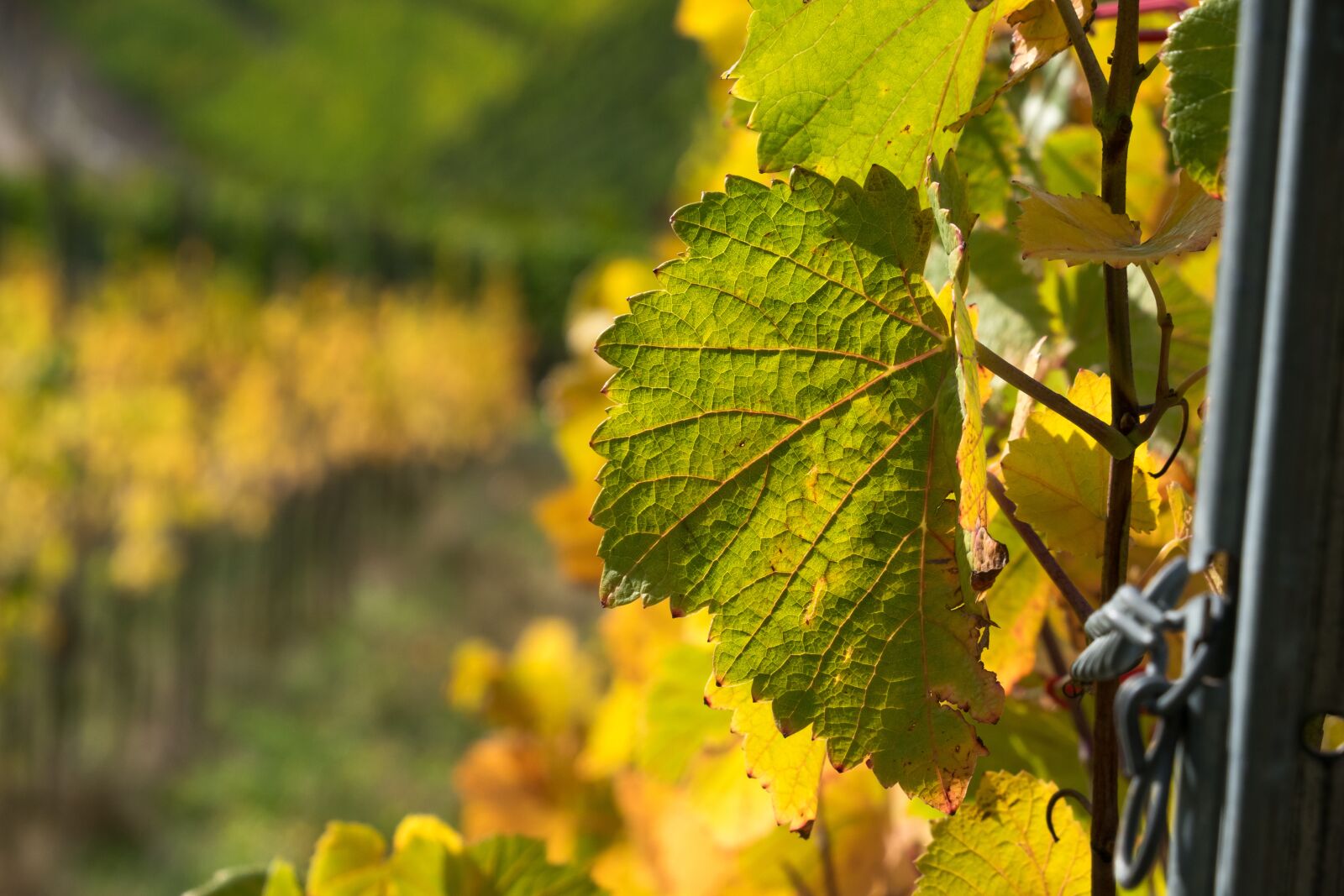 Canon PowerShot G3 X sample photo. Vine, leaves, wine photography