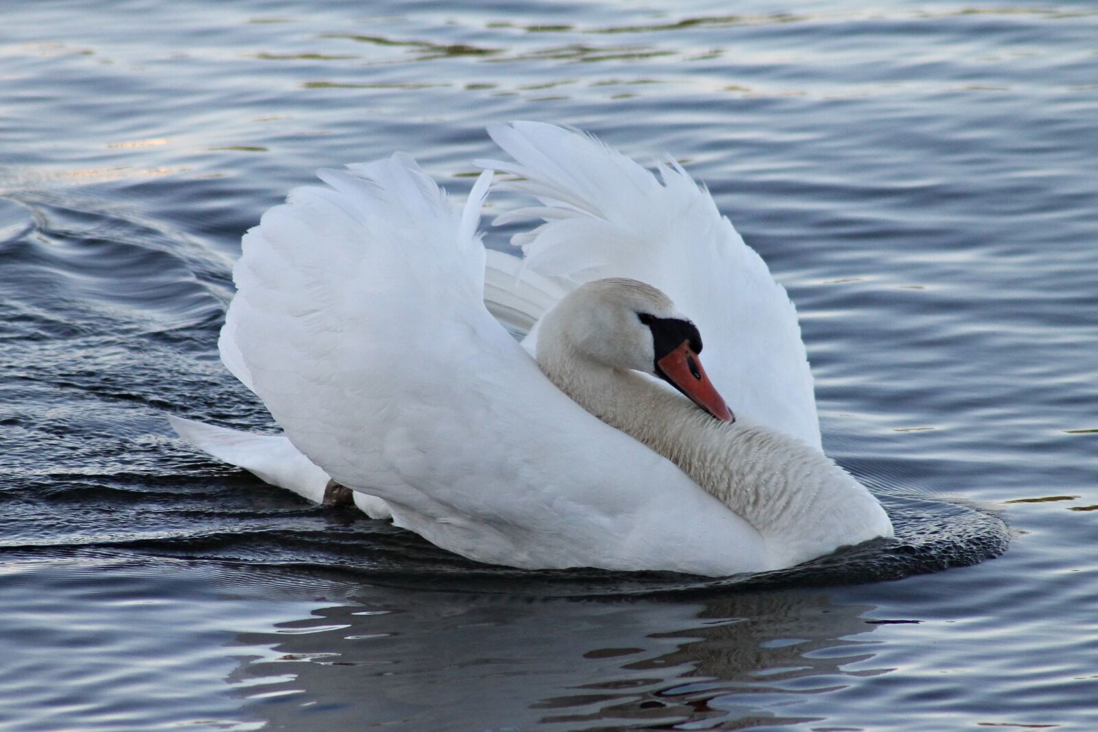 Canon EOS 1100D (EOS Rebel T3 / EOS Kiss X50) sample photo. Mute swan, swan, vattenf photography