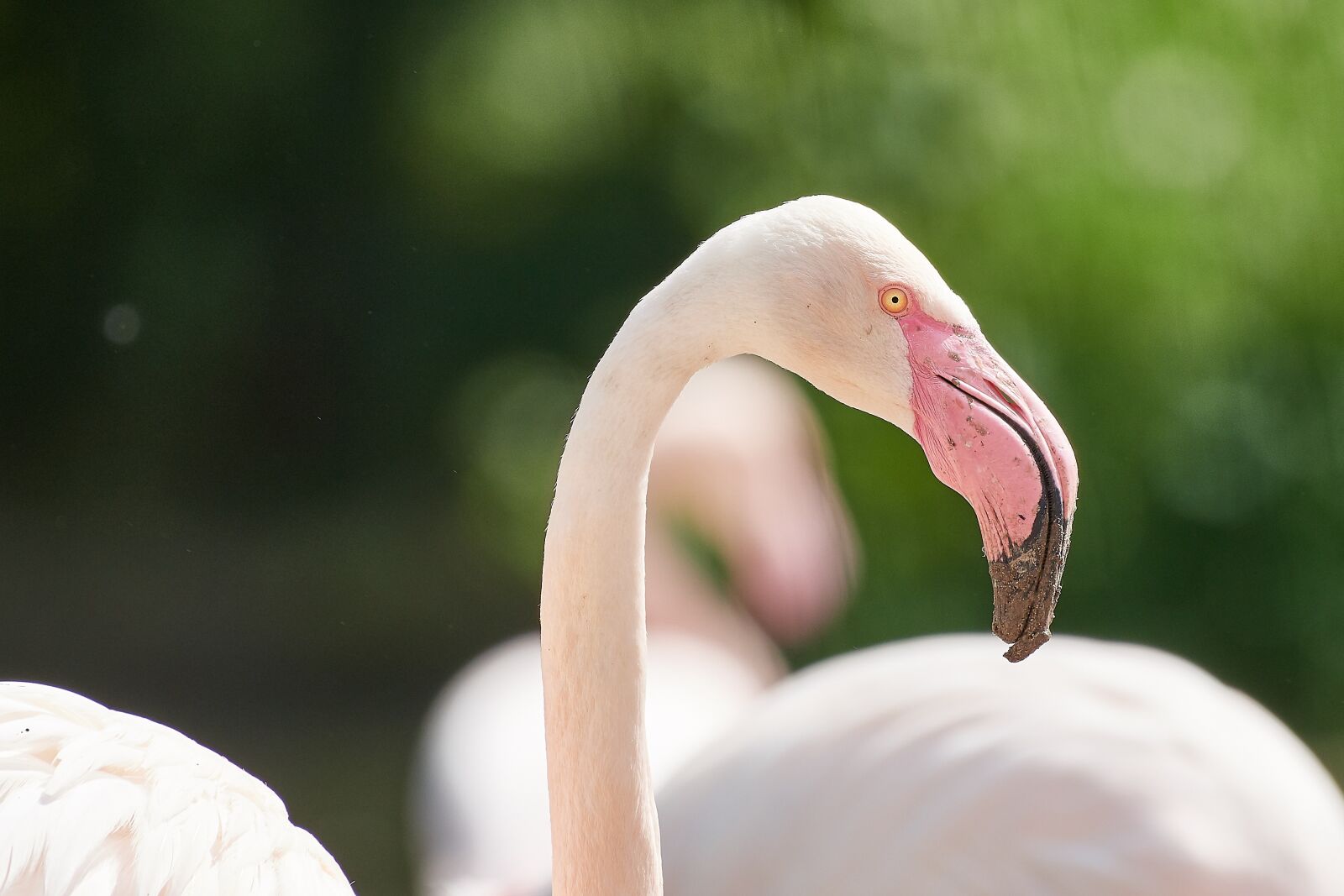 Nikon D500 + Nikon AF-S Nikkor 200-500mm F5.6E ED VR sample photo. Nature, flamingo, bird photography