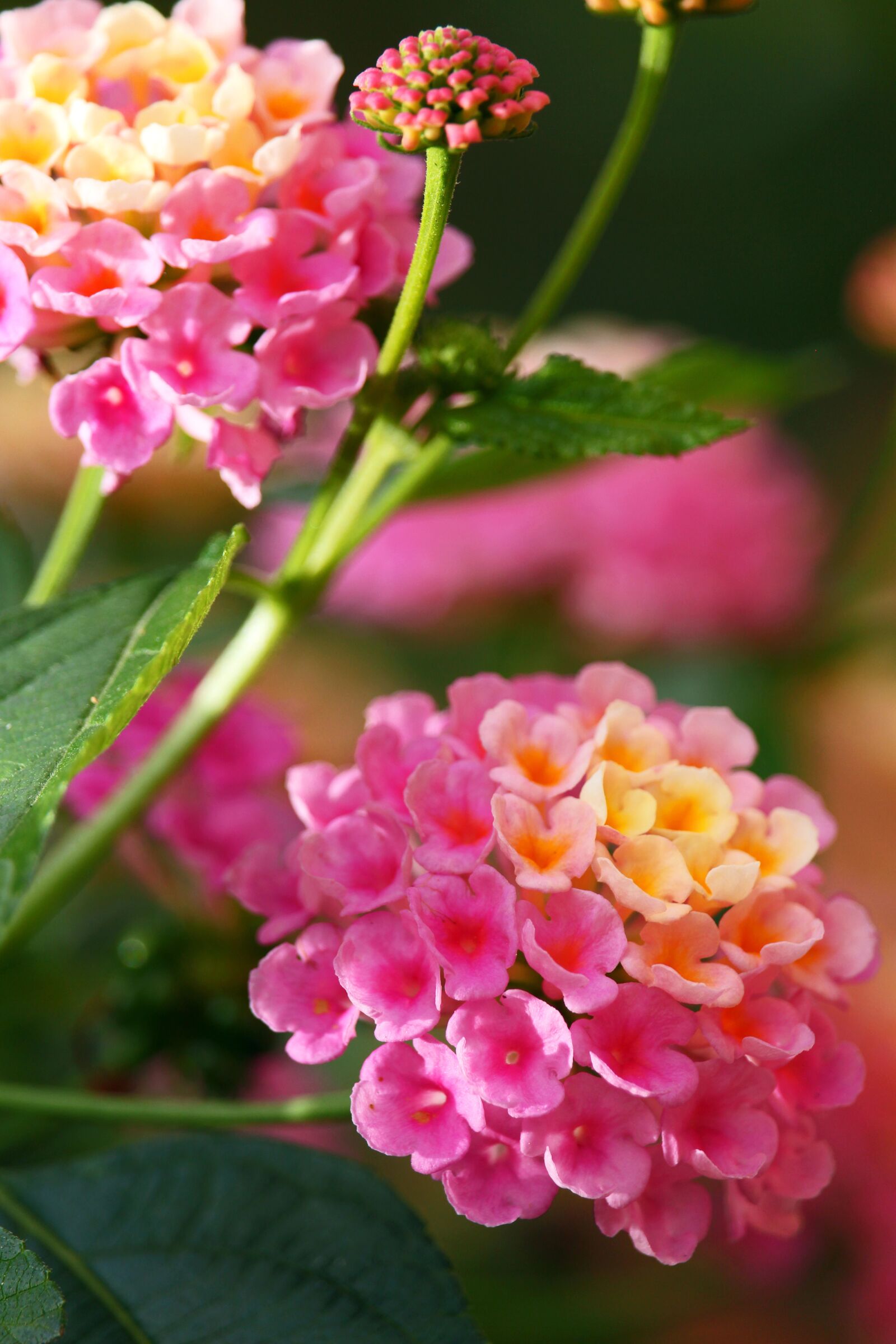 Canon EF-S 55-250mm F4-5.6 IS STM sample photo. Lantana, balcony plant, summer photography