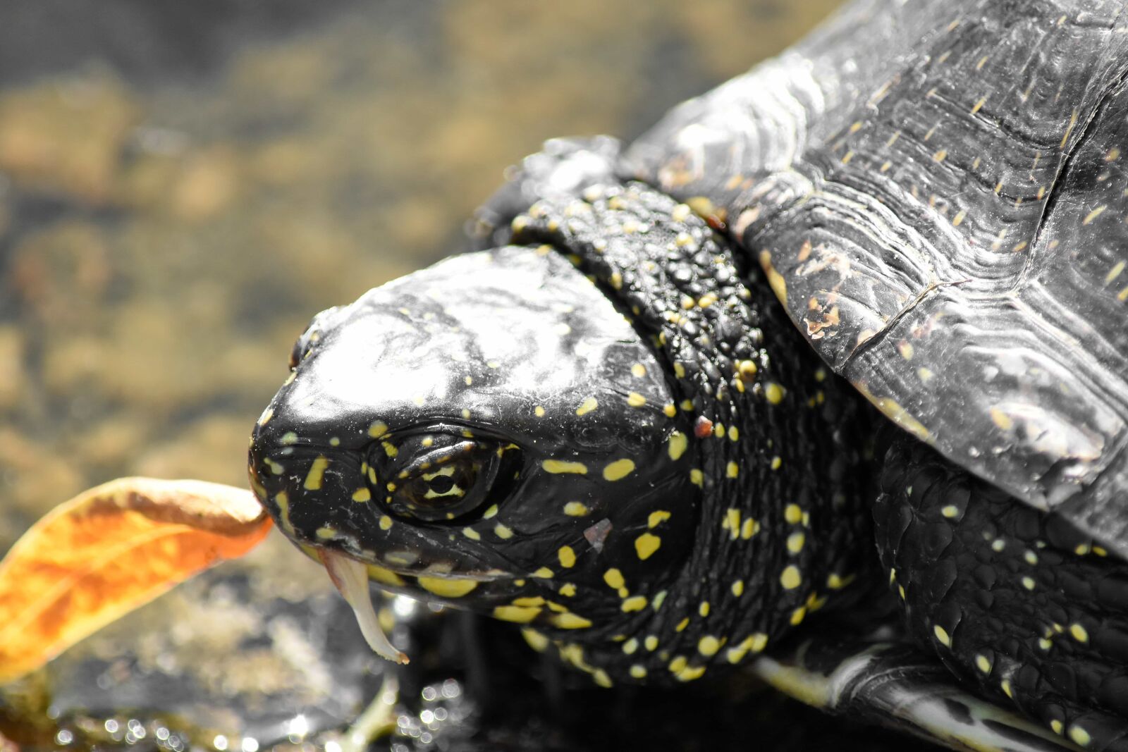 Nikon D5500 sample photo. Reptile, tortoise, turtle, nature photography