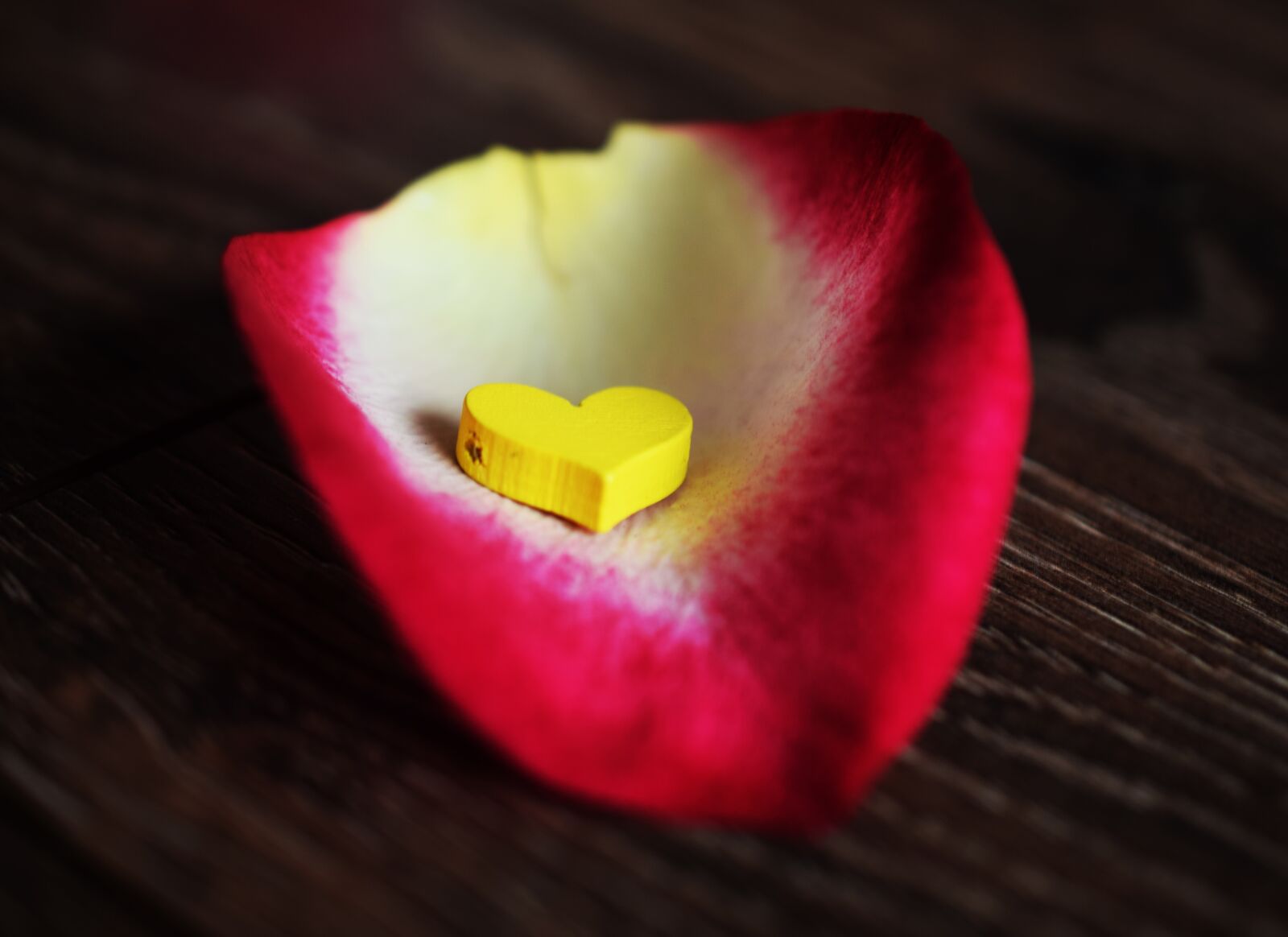Nikon D5300 sample photo. Syria, sheet roses, tenderness photography