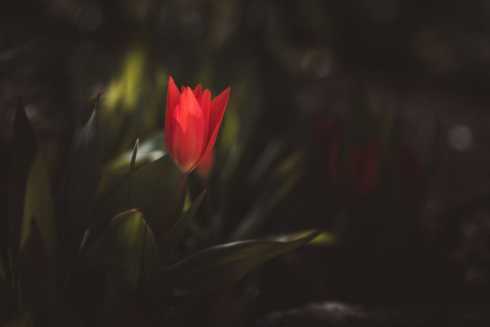 Nikon D750 sample photo. Tulip, small tulip, small photography