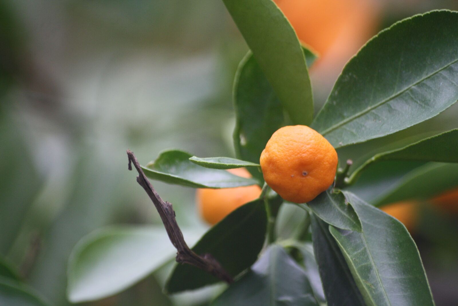 Canon EOS 1000D (EOS Digital Rebel XS / EOS Kiss F) sample photo. Bush, tangerines, botanical garden photography