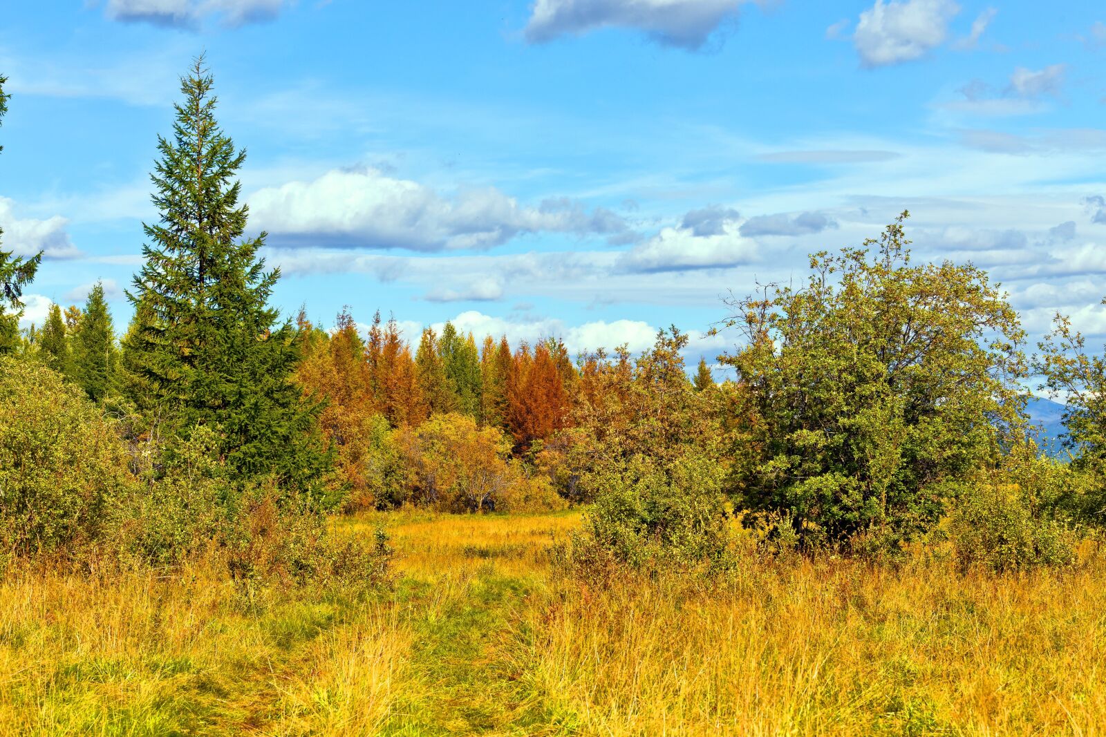 Canon EOS 6D + Canon EF 70-200mm F4L USM sample photo. Autumn, forest, road photography