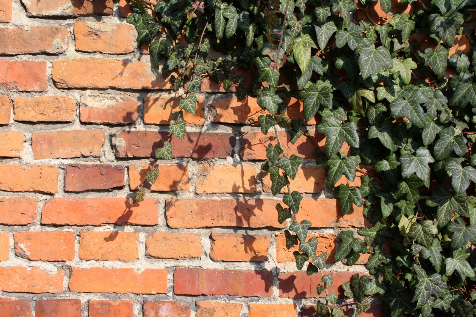Canon EOS 1200D (EOS Rebel T5 / EOS Kiss X70 / EOS Hi) sample photo. Ivy, creeper, lake dusia photography