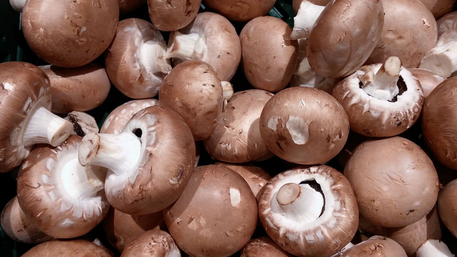 LG D855 sample photo. Mushrooms, mushroom, root champignon photography
