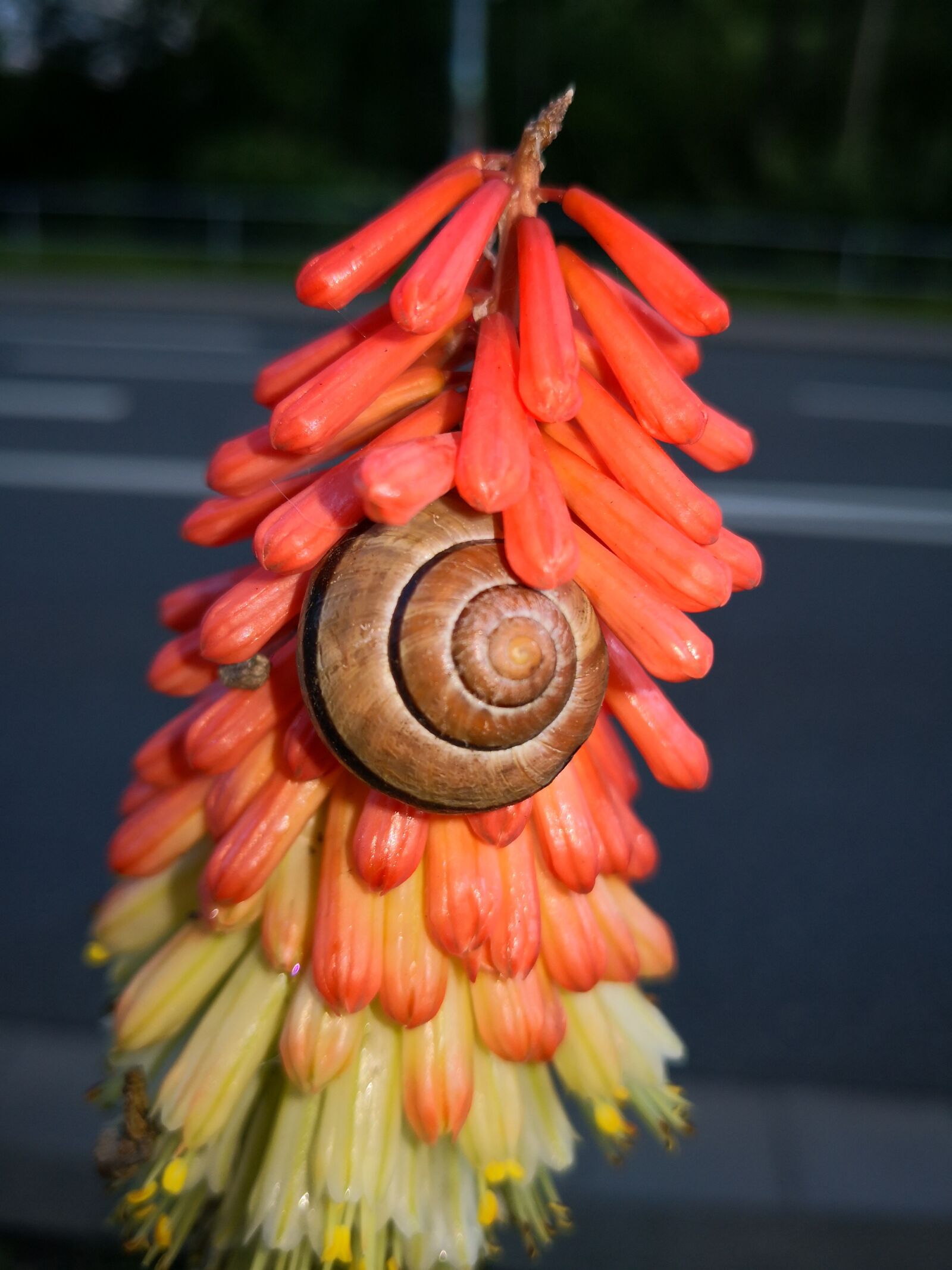HUAWEI Mate 10 Pro sample photo. Kniphofia-uvaria, snail, flower photography