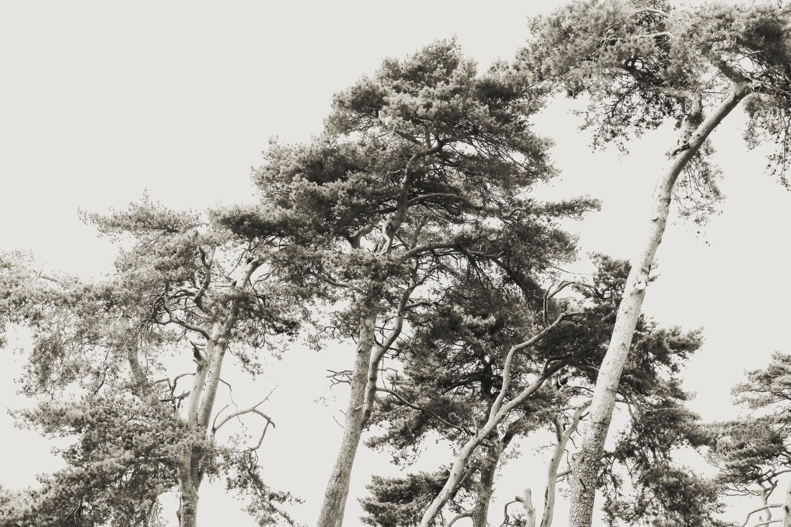 Canon EOS 700D (EOS Rebel T5i / EOS Kiss X7i) sample photo. Pine, cedars, cedar photography