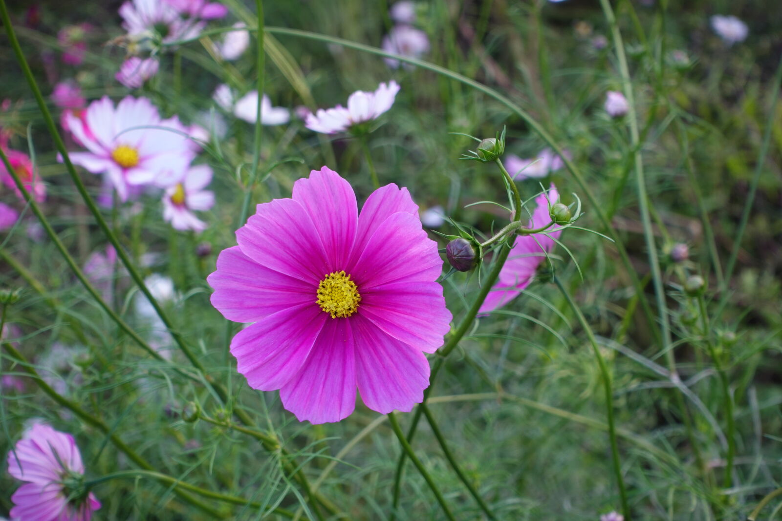 Sony ZV-1 sample photo