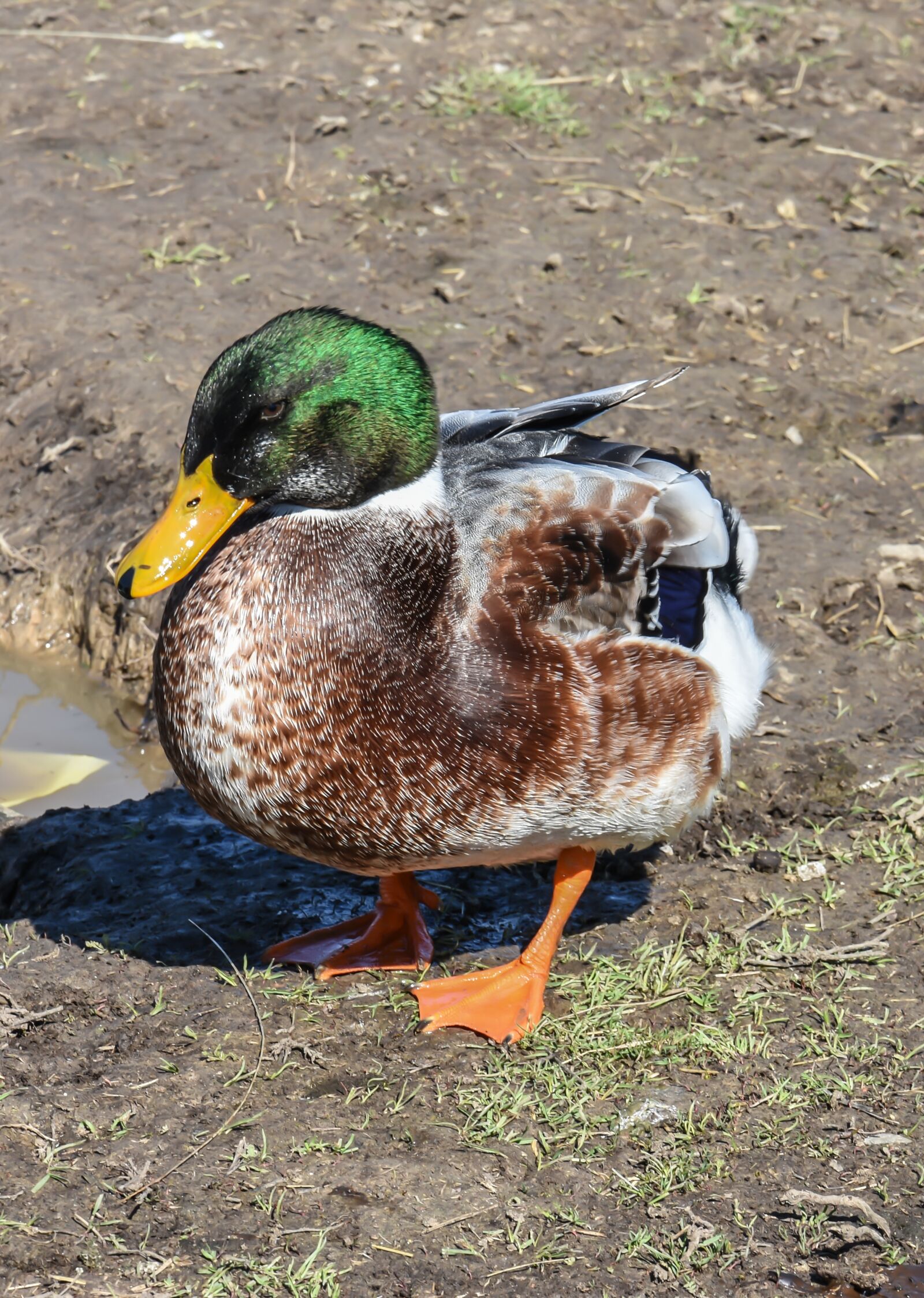 Nikon D7200 sample photo. Farm, ducks, chicken photography