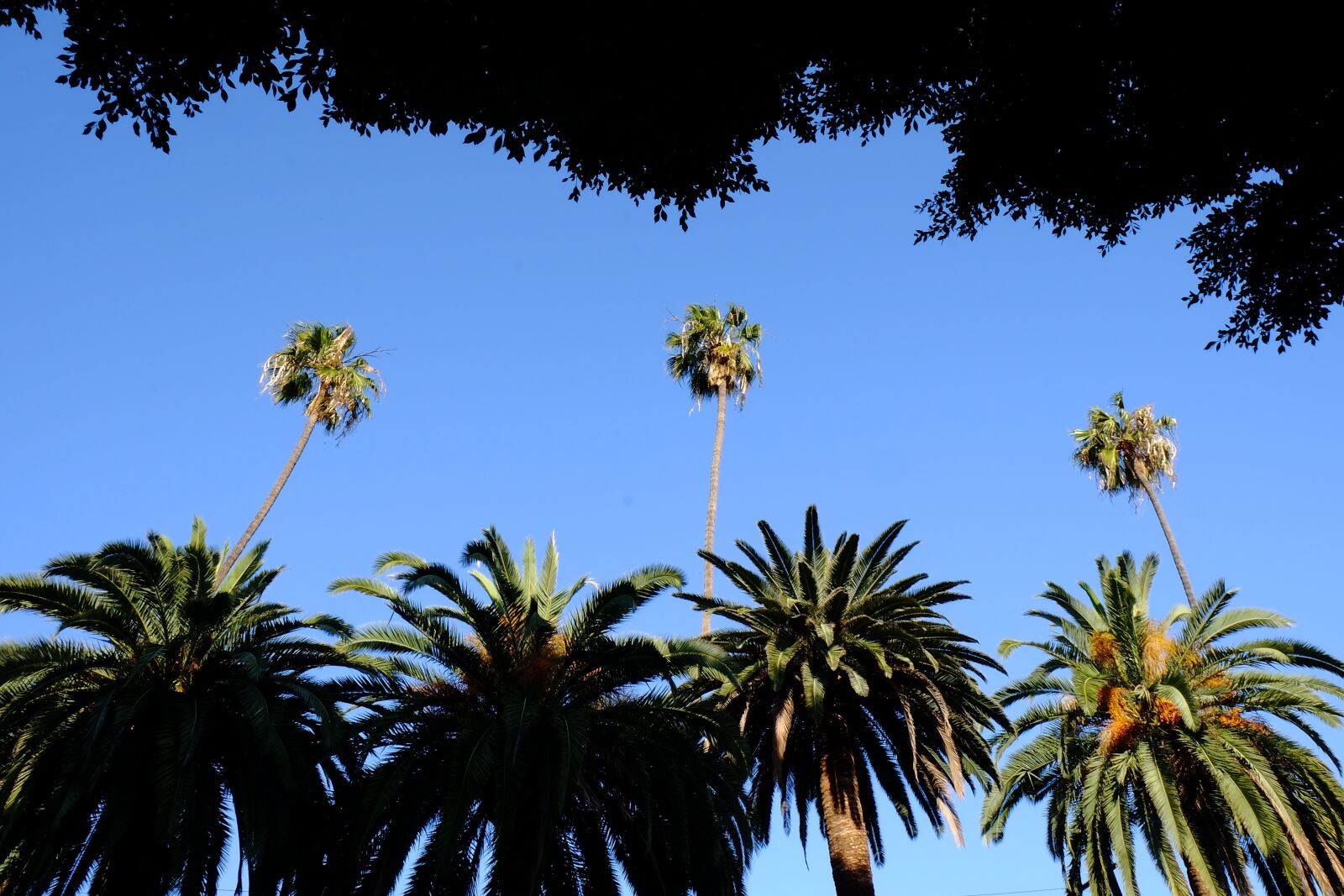 Fujifilm X-T1 sample photo. Palm trees, trees, summer photography