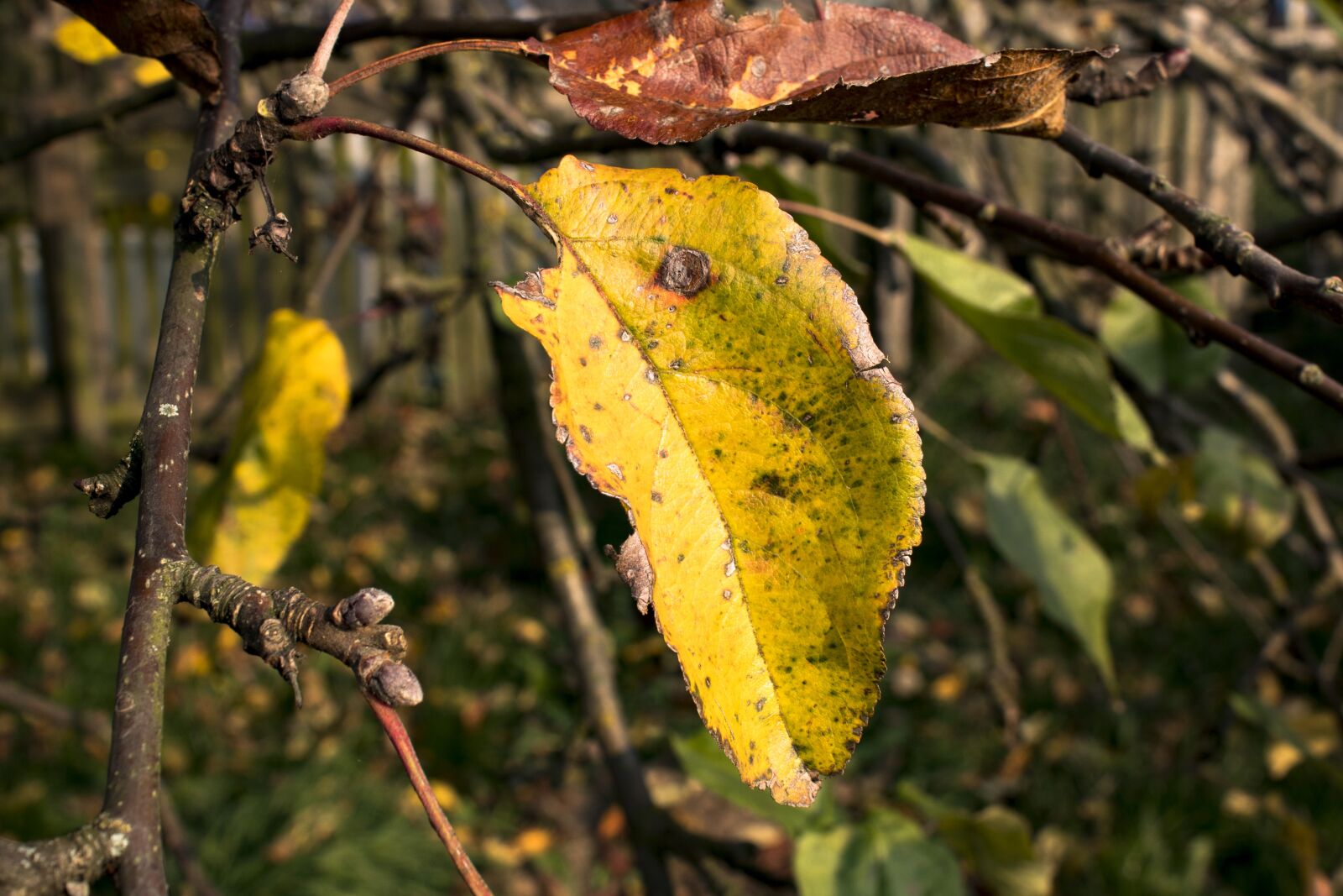 Canon EOS 1300D (EOS Rebel T6 / EOS Kiss X80) sample photo. Autumn, foliage, yellow leaves photography