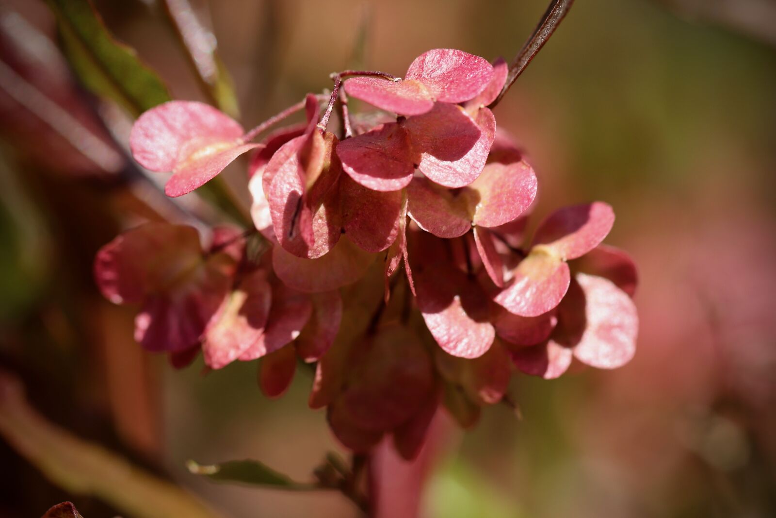 Canon EOS 800D (EOS Rebel T7i / EOS Kiss X9i) sample photo. Dodonaea viscosa, flying seeds photography