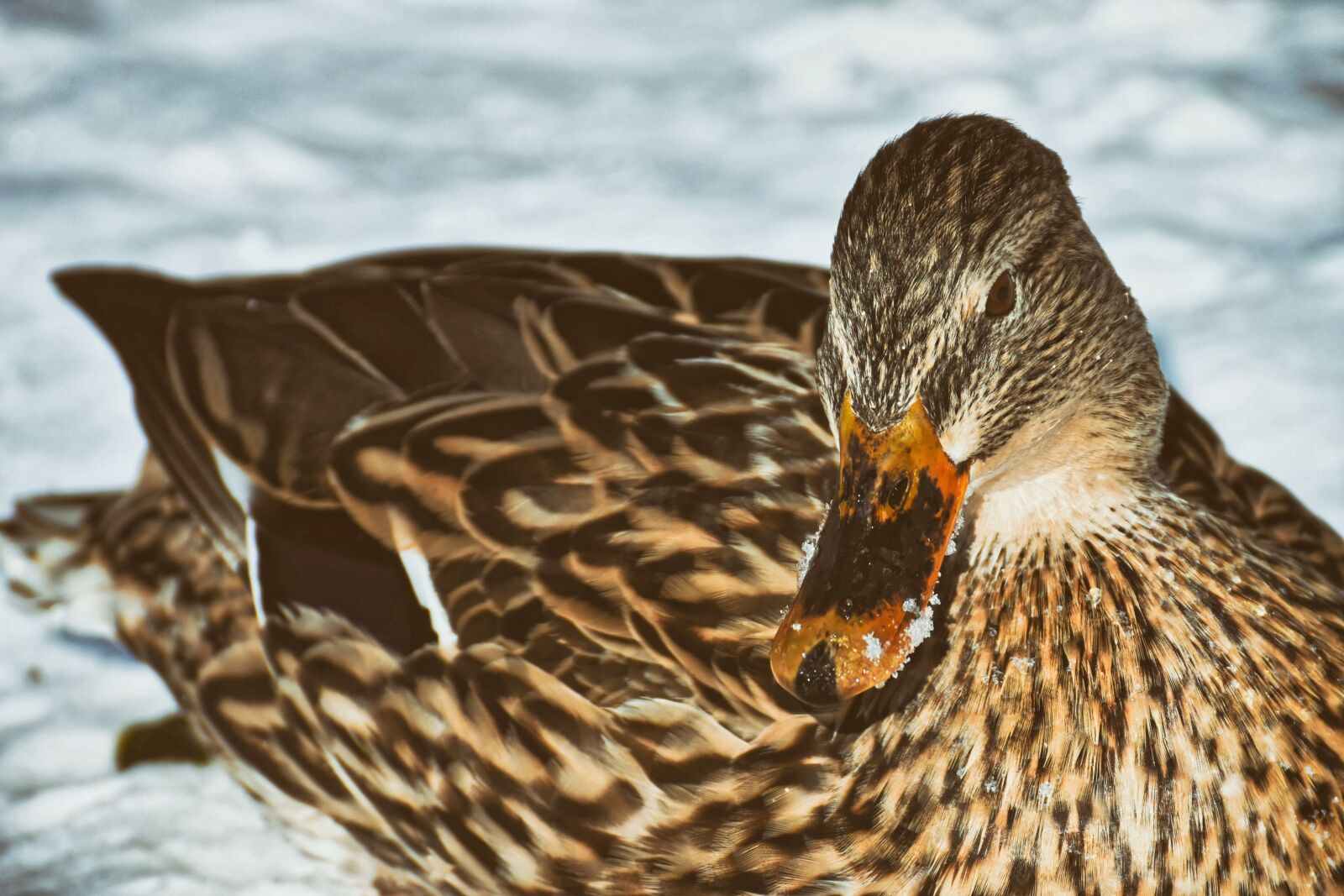 Nikon D7200 sample photo. Mallard, poultry, bird photography