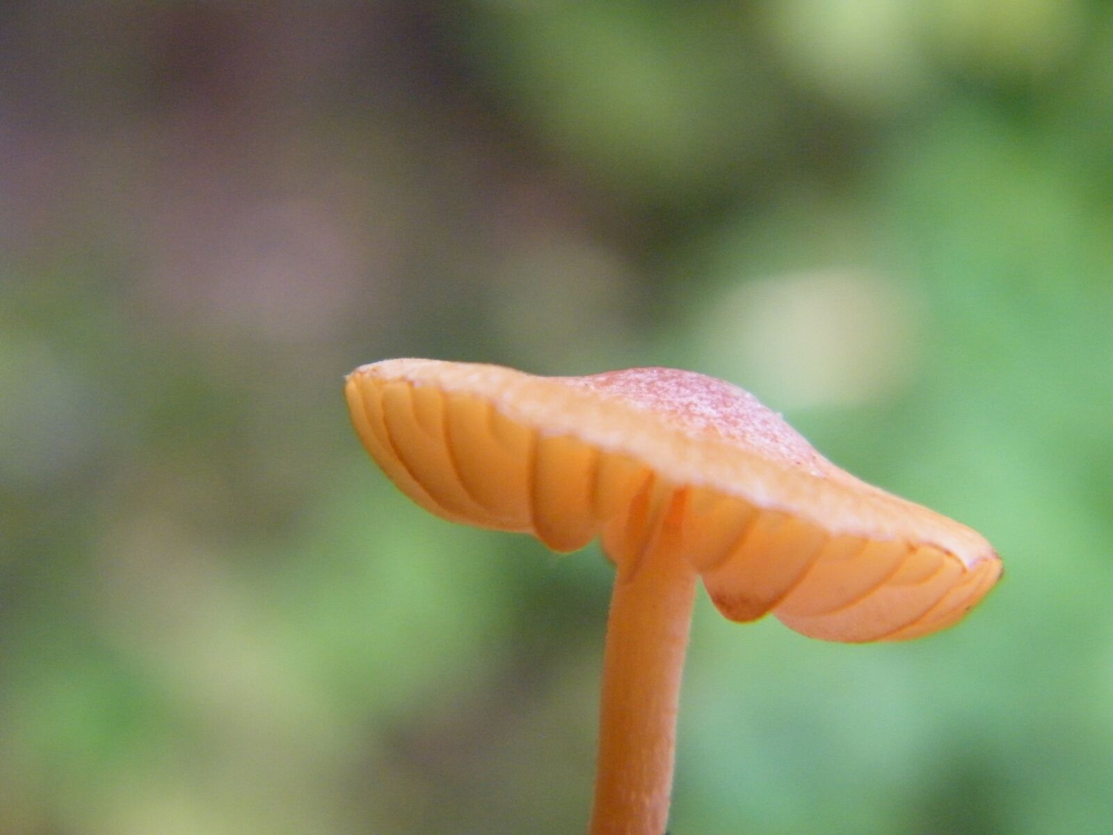 Fujifilm FinePix S2000HD sample photo. Mushroom, autumn, nature photography