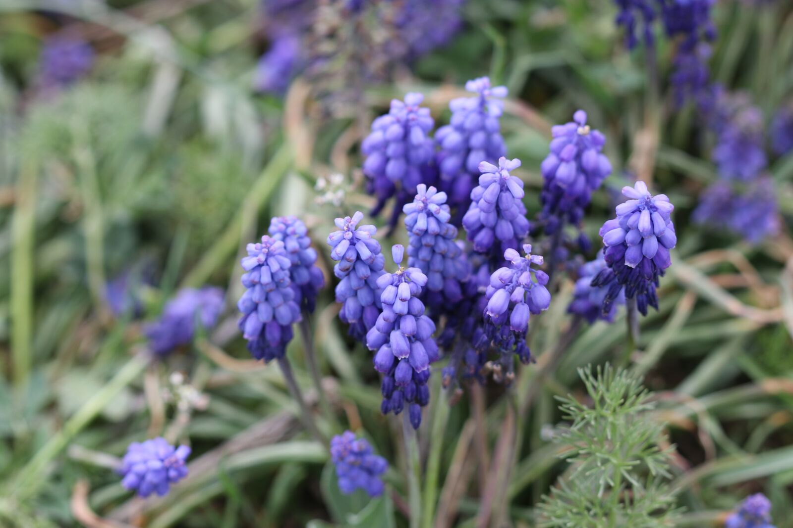 Canon EOS 70D + Canon EF 100mm F2.8 Macro USM sample photo. Purple, hyacinth, macro photography