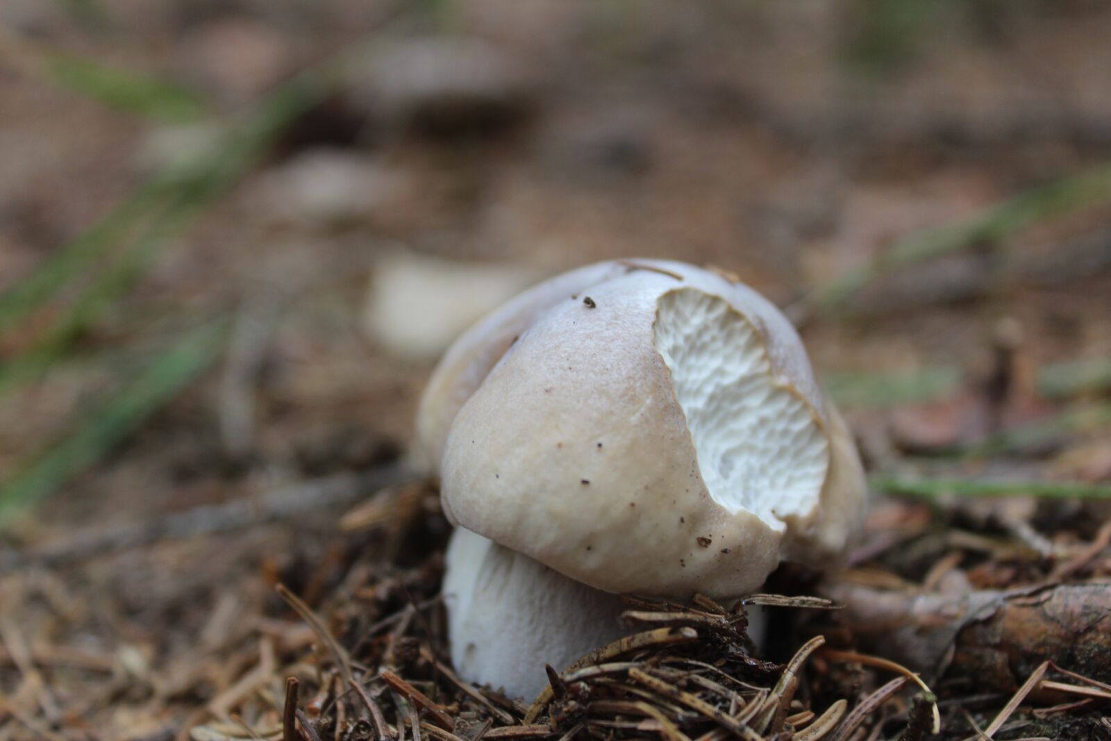 Canon EOS 1300D (EOS Rebel T6 / EOS Kiss X80) sample photo. Mushrooms, příoda, macro photography