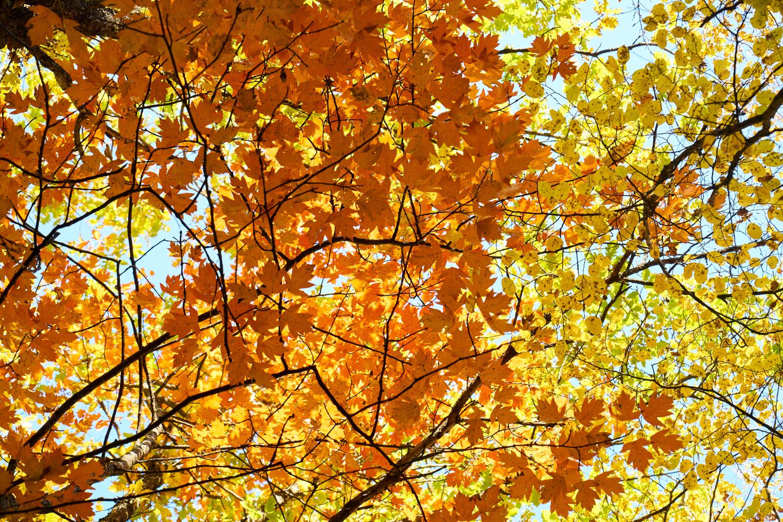 Sony a7R II sample photo. Autumn, season, landscape photography