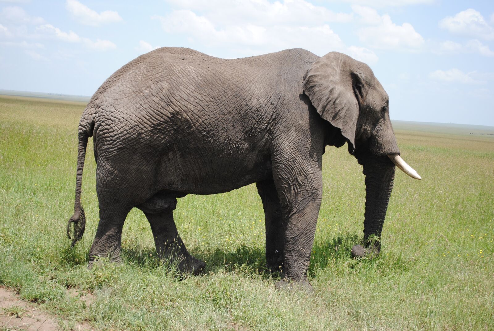 Nikon D3000 sample photo. Tanzania, africa, safari photography