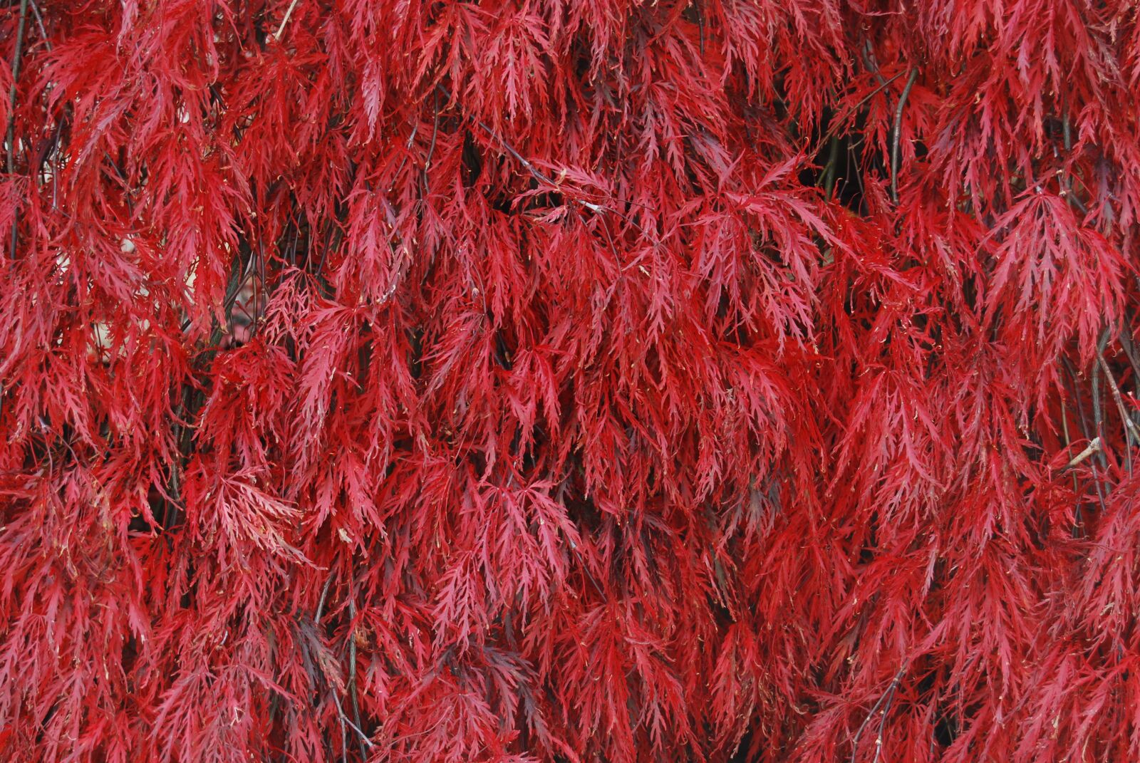 Nikon D40X sample photo. Red, burgundy, maroon photography