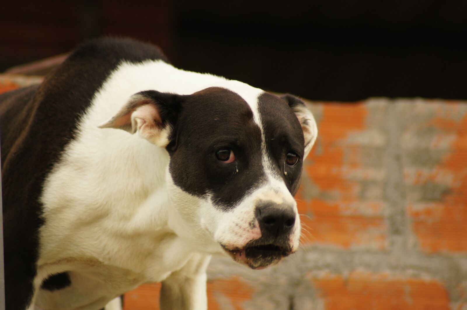 Sony SLT-A55 (SLT-A55V) sample photo. My, dogs, the photography