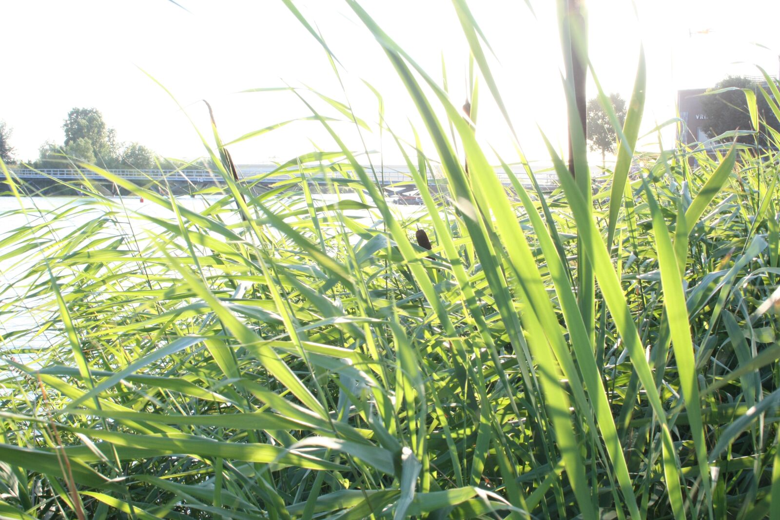Canon EOS 450D (EOS Rebel XSi / EOS Kiss X2) sample photo. Grass, waterside, landscape photography