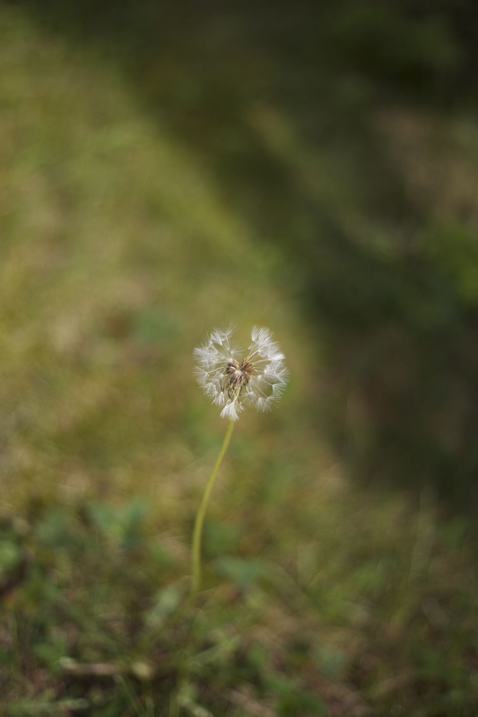 Canon EOS 6D + Canon EF 50mm F1.8 II sample photo. Summer photography
