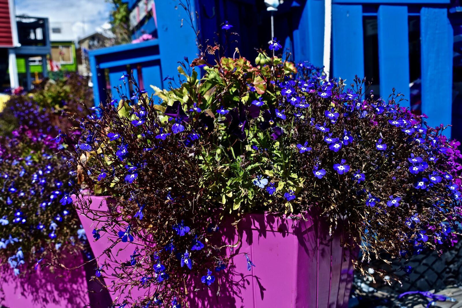 Sony Cyber-shot DSC-RX100 III sample photo. Flowers, pots, colourful photography