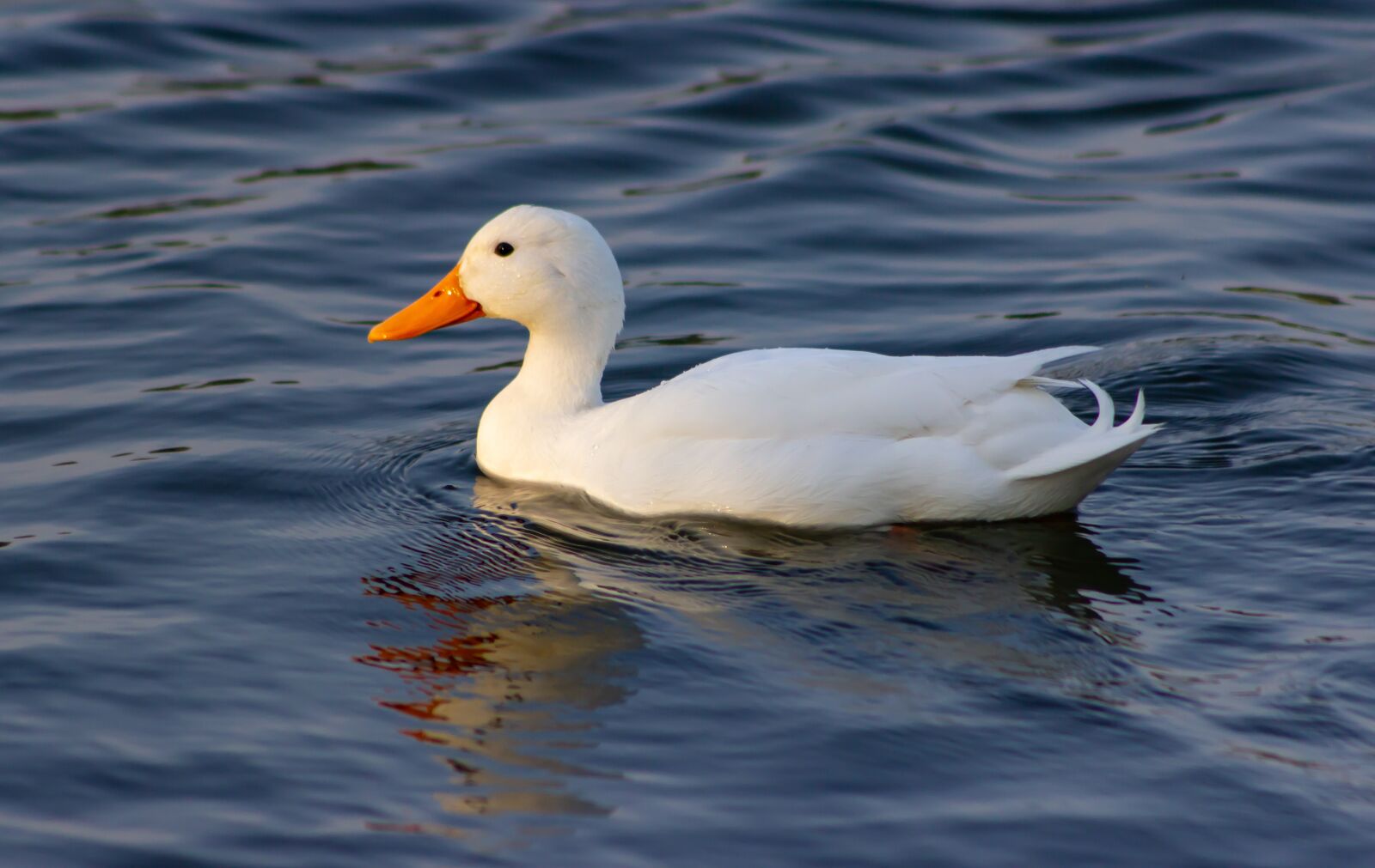 Canon EF75-300mm f/4-5.6 sample photo. White duck on lake photography