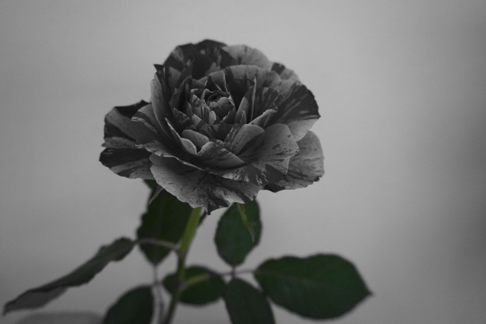 Sony a6000 sample photo. Rose, flower, blossom photography