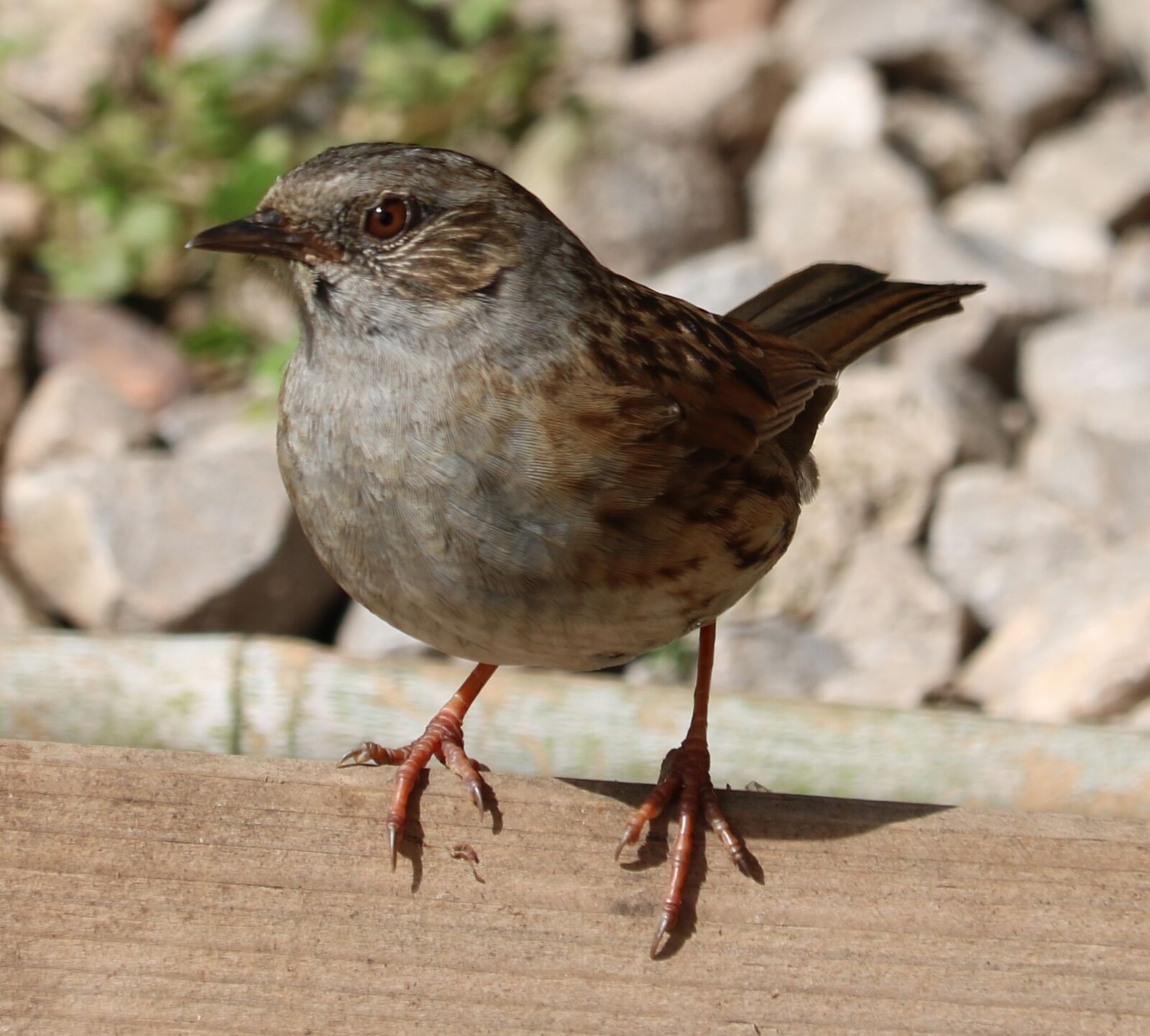 Canon EOS 750D (EOS Rebel T6i / EOS Kiss X8i) sample photo. Dunnock, song bird, bird photography