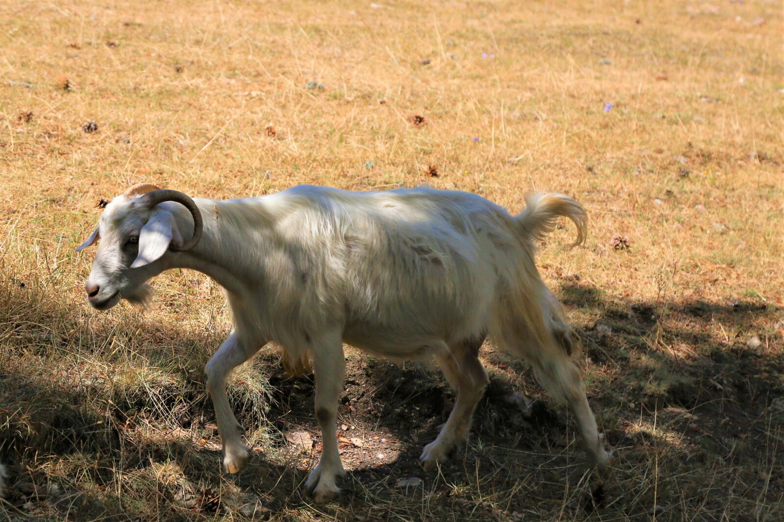 Canon EF 24-105mm F4L IS USM sample photo. Goat, animal, mammal photography