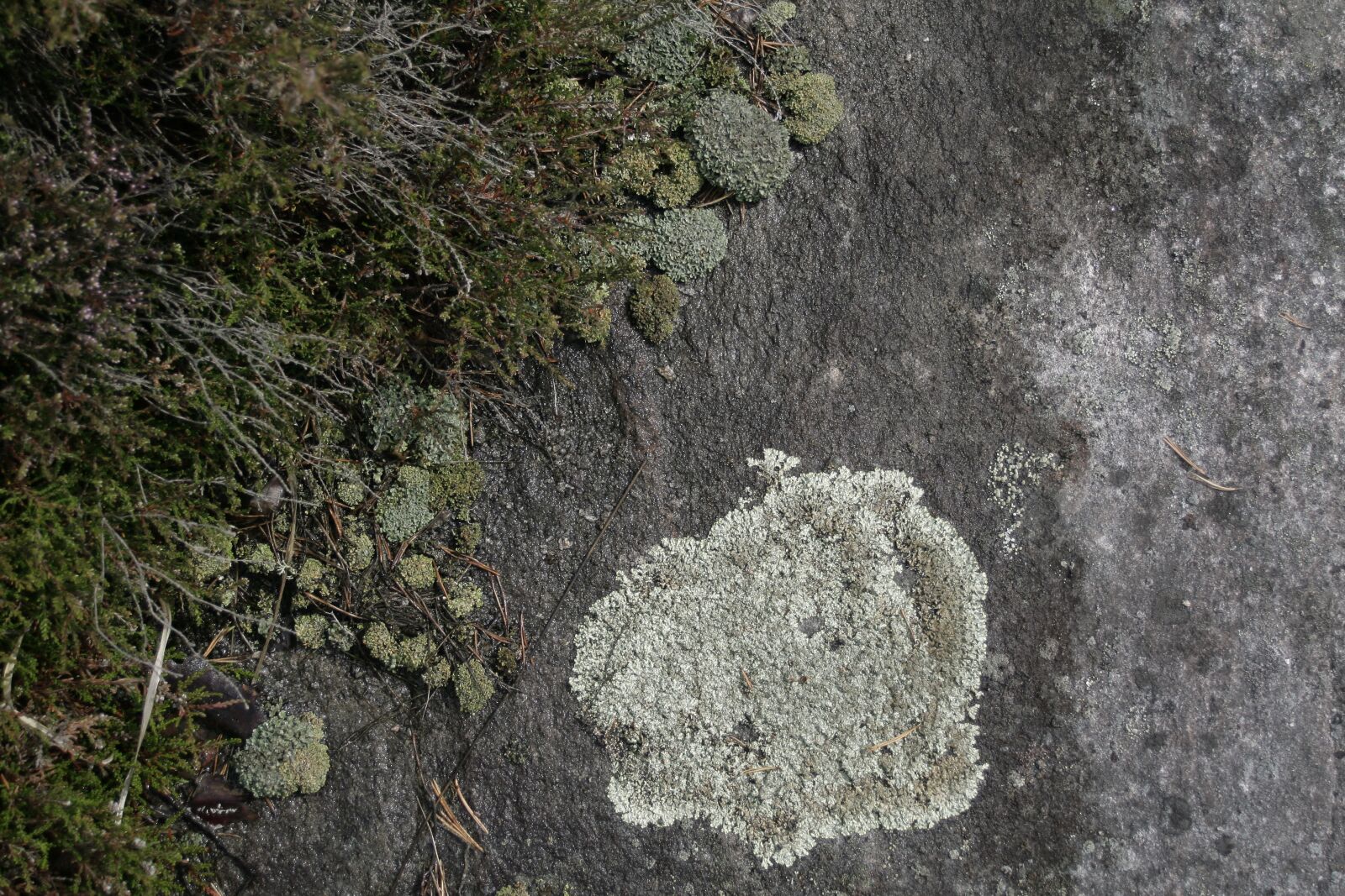 Canon EOS 400D (EOS Digital Rebel XTi / EOS Kiss Digital X) sample photo. Background, moss, nature photography