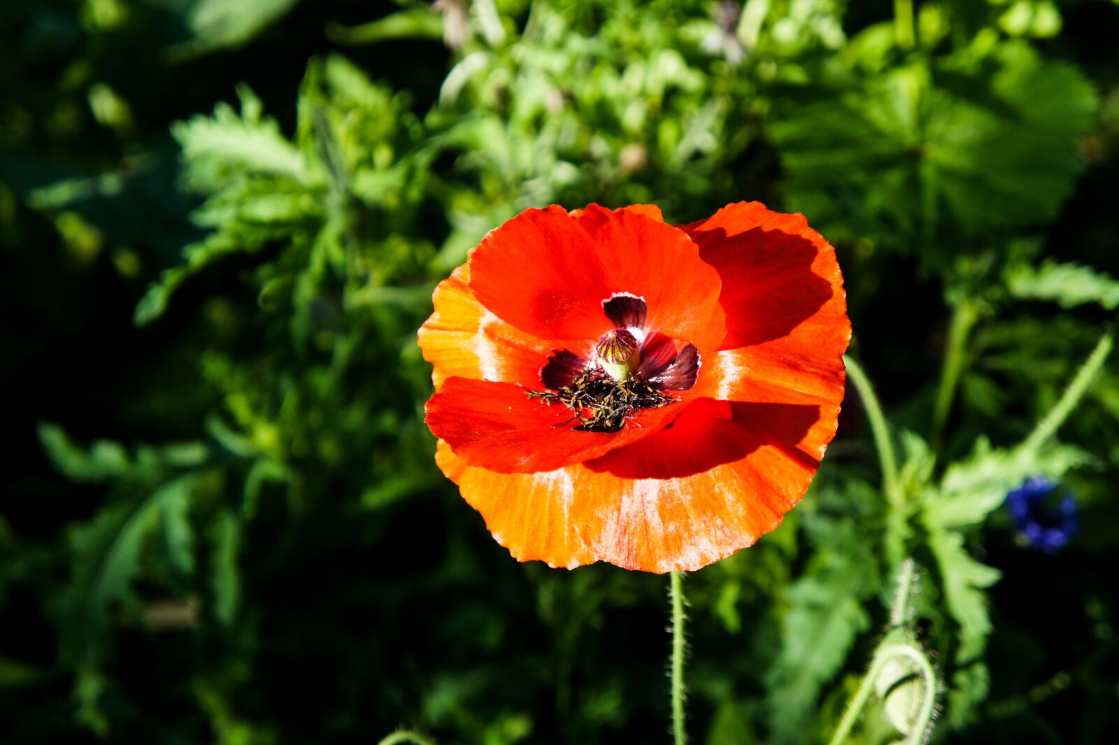 Tamron 18-200mm F3.5-6.3 Di III VC sample photo. Poppy, poppies, flower photography