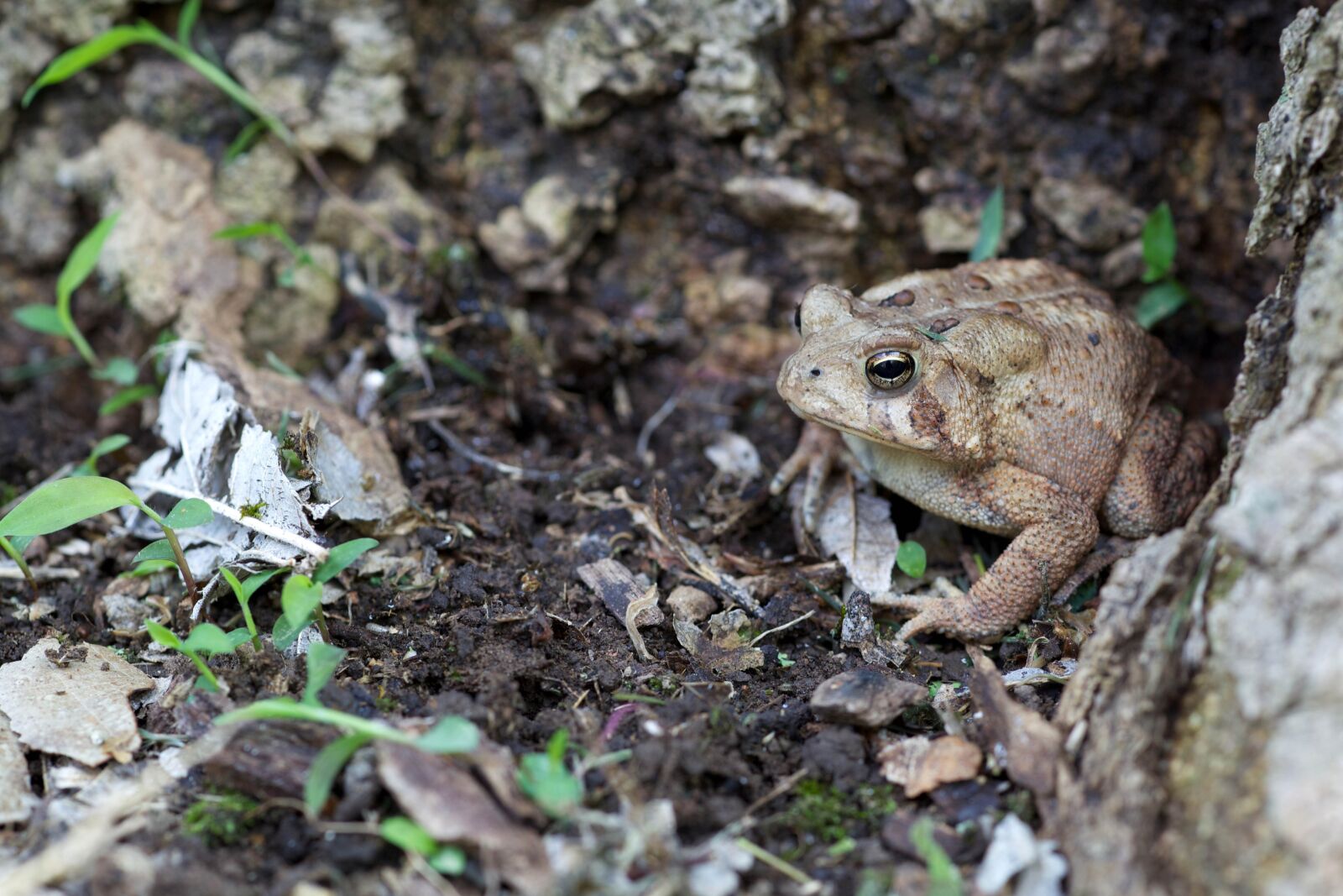 Canon EOS 5D Mark II sample photo. Amphibia, american toad, frog photography