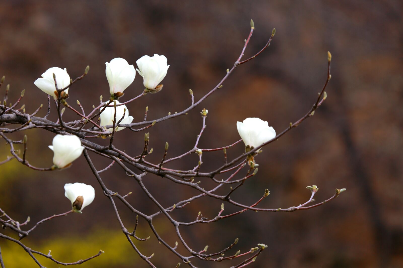 Canon EF 100-400mm F4.5-5.6L IS USM sample photo. Nature, wood, flowers photography