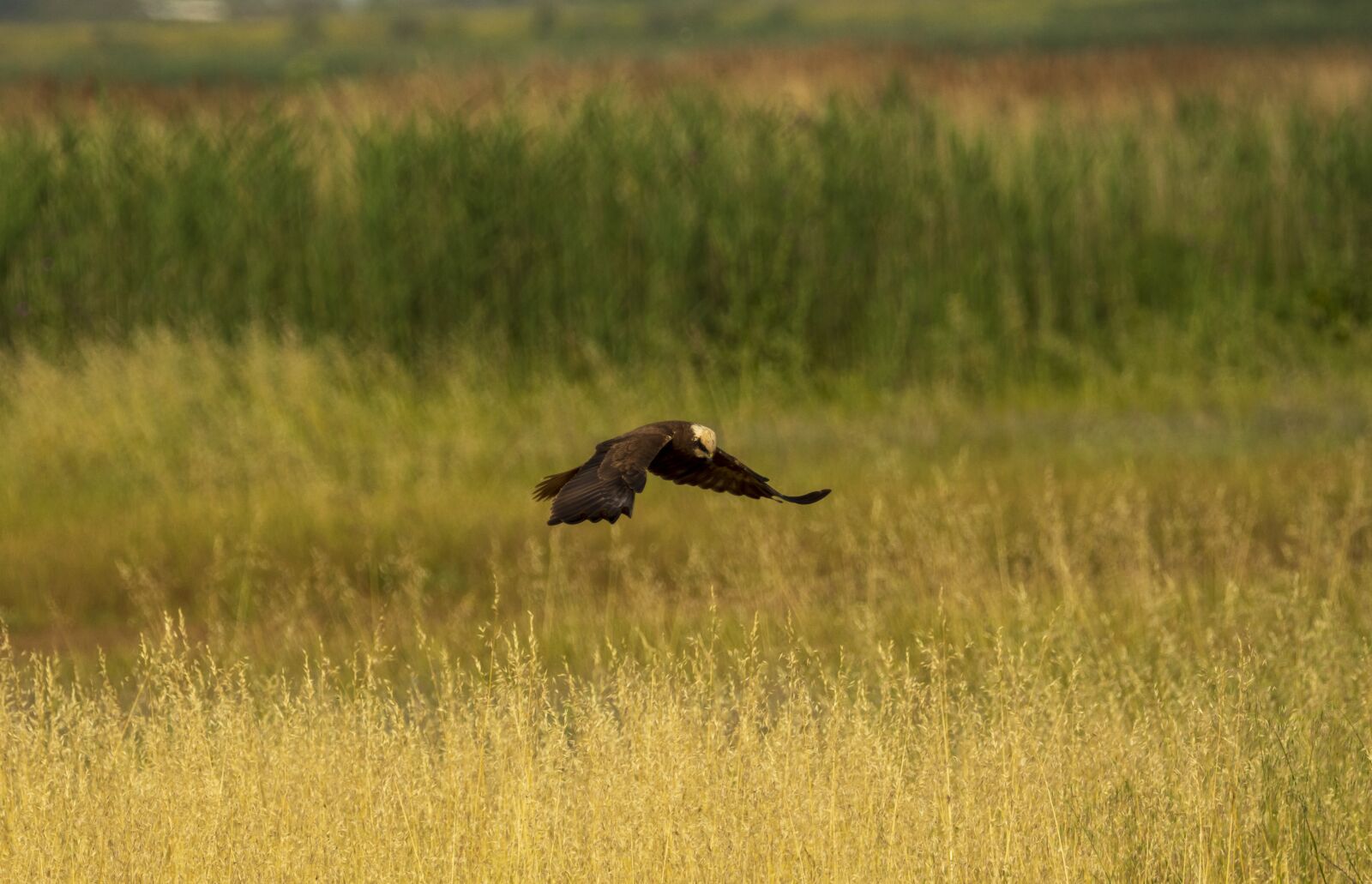 Nikon D7200 sample photo. Bird, nature, animal photography