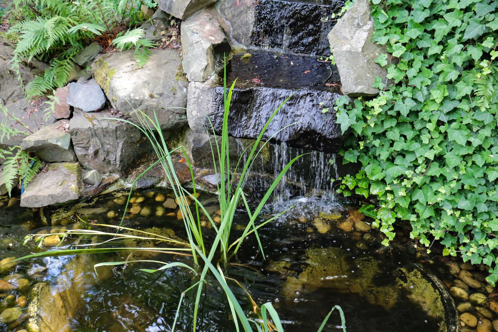 Canon EOS 700D (EOS Rebel T5i / EOS Kiss X7i) sample photo. Garden pond, water, aquatic photography